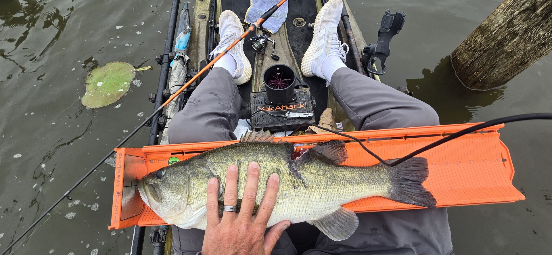 Largemouth Bass