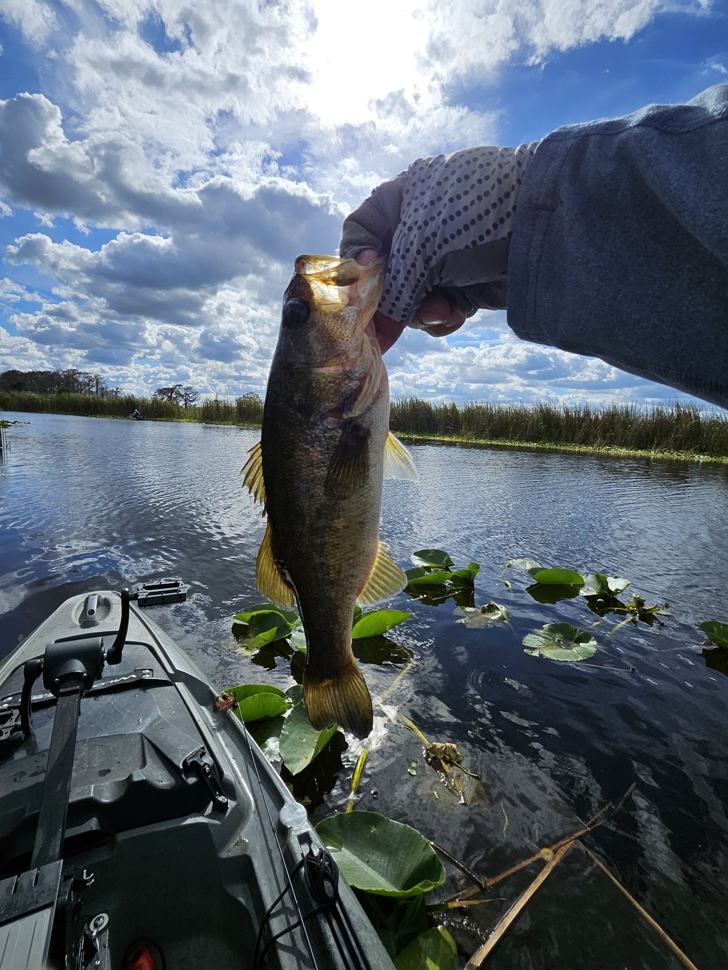 Largemouth Bass catch photo 1