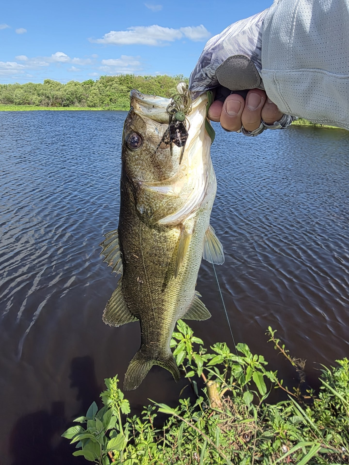 Largemouth Bass catch photo 1