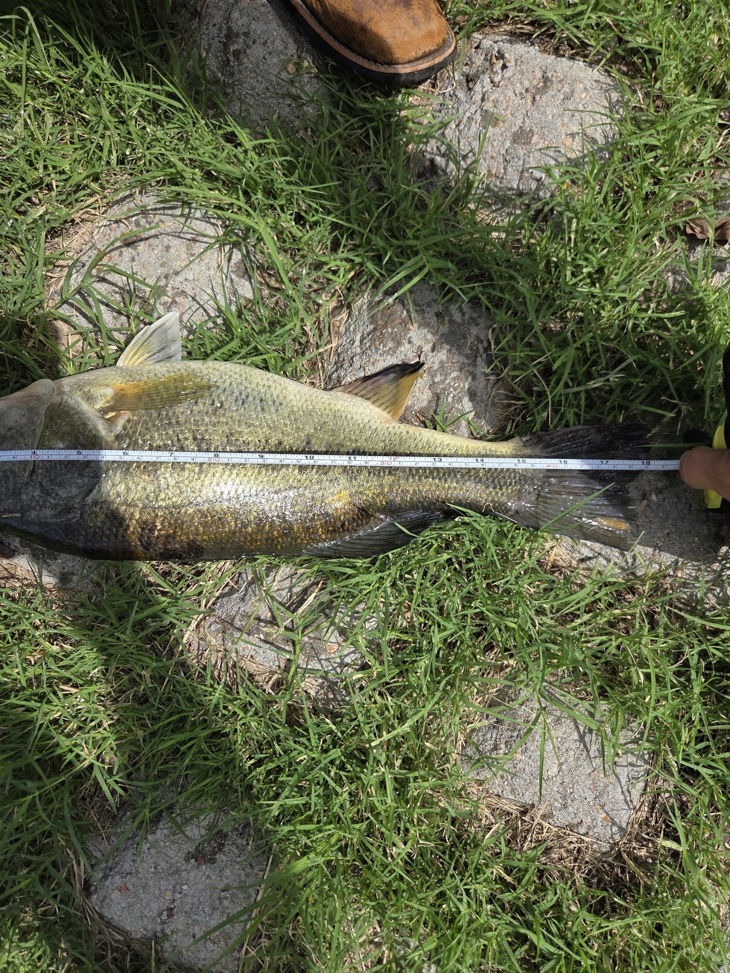 Largemouth Bass catch photo 3