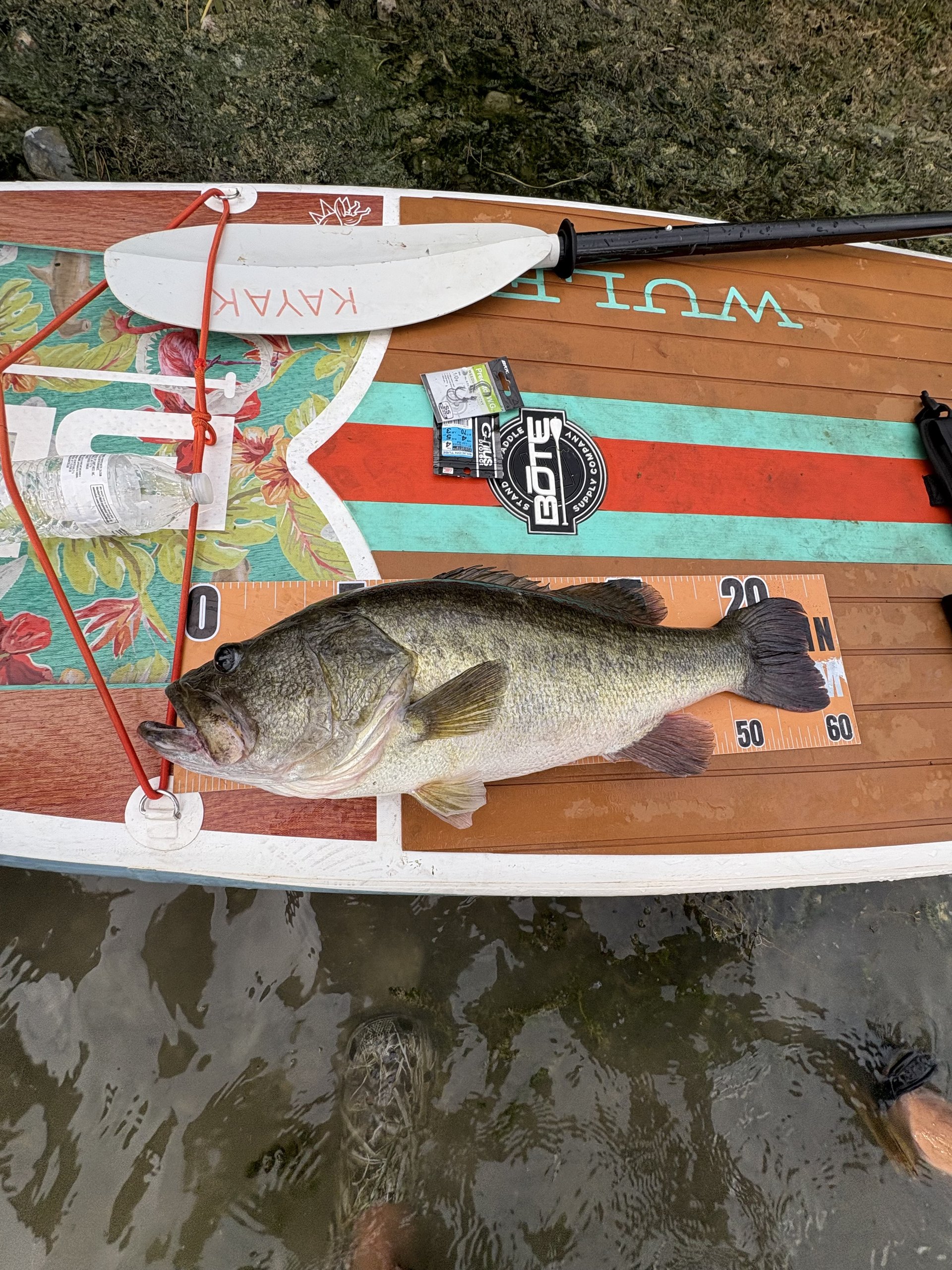 Largemouth Bass catch photo 2