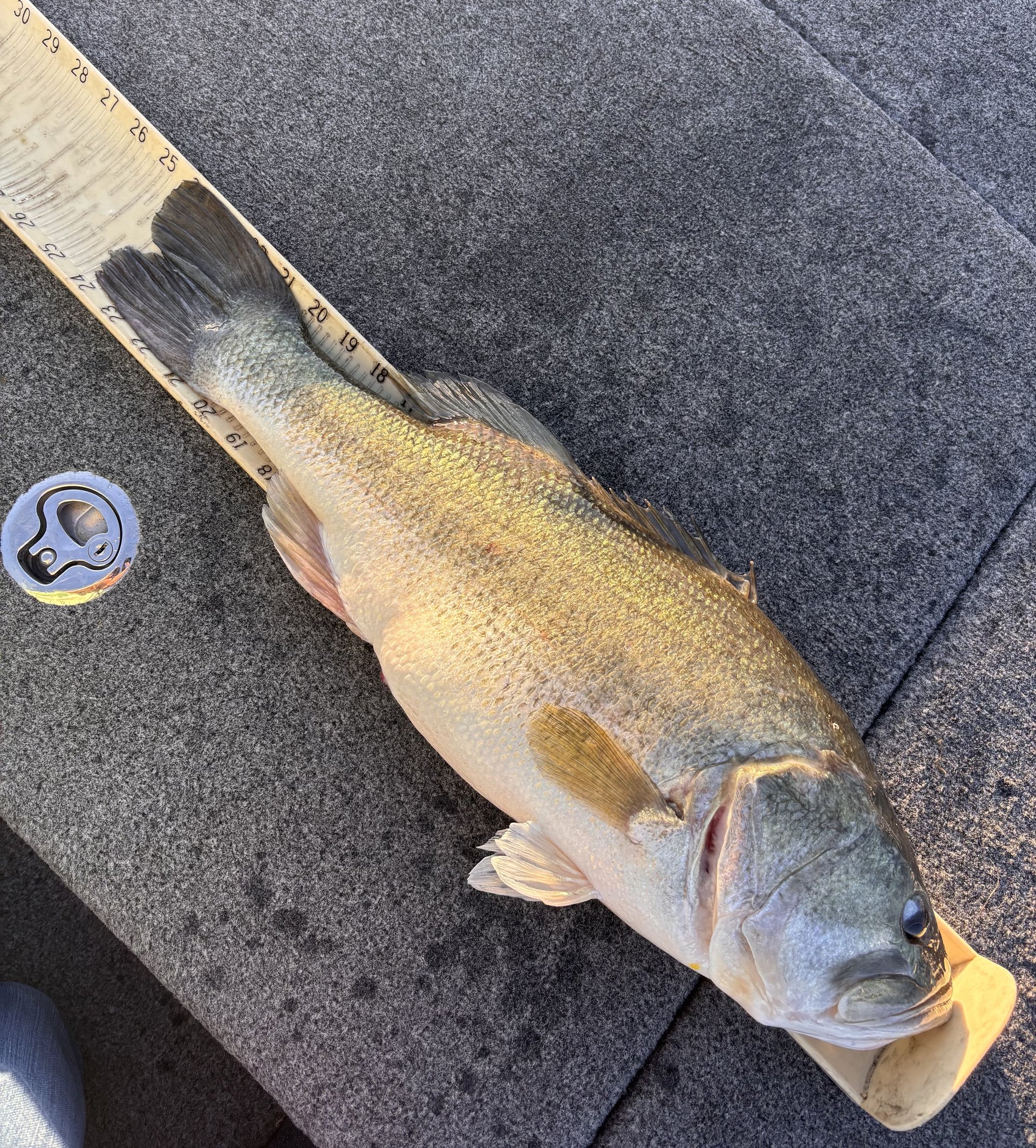 Largemouth Bass catch photo 3