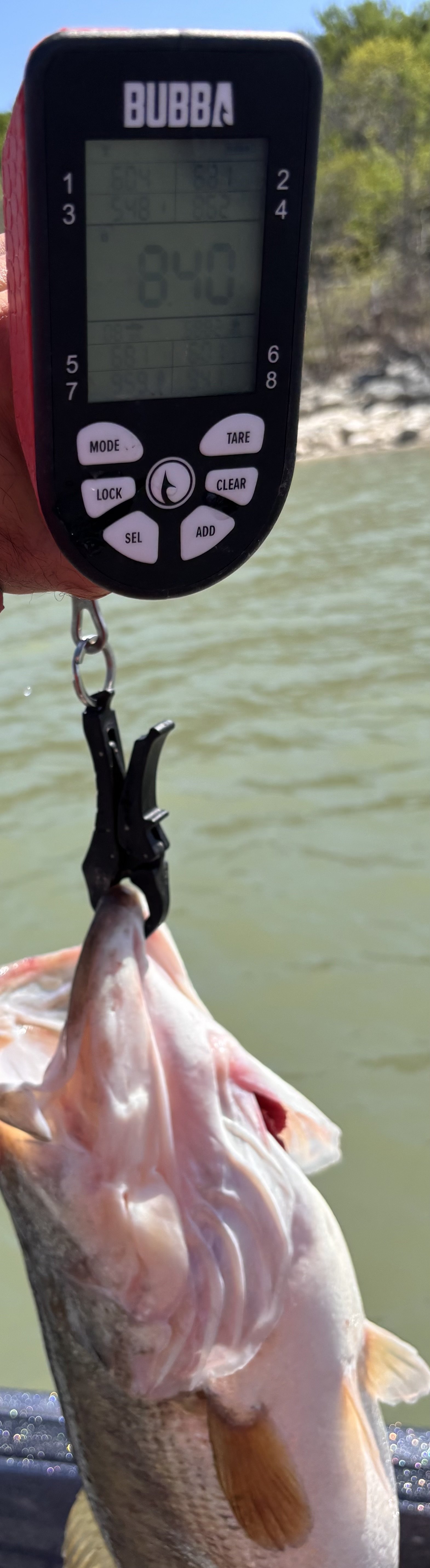 Largemouth Bass catch photo 2