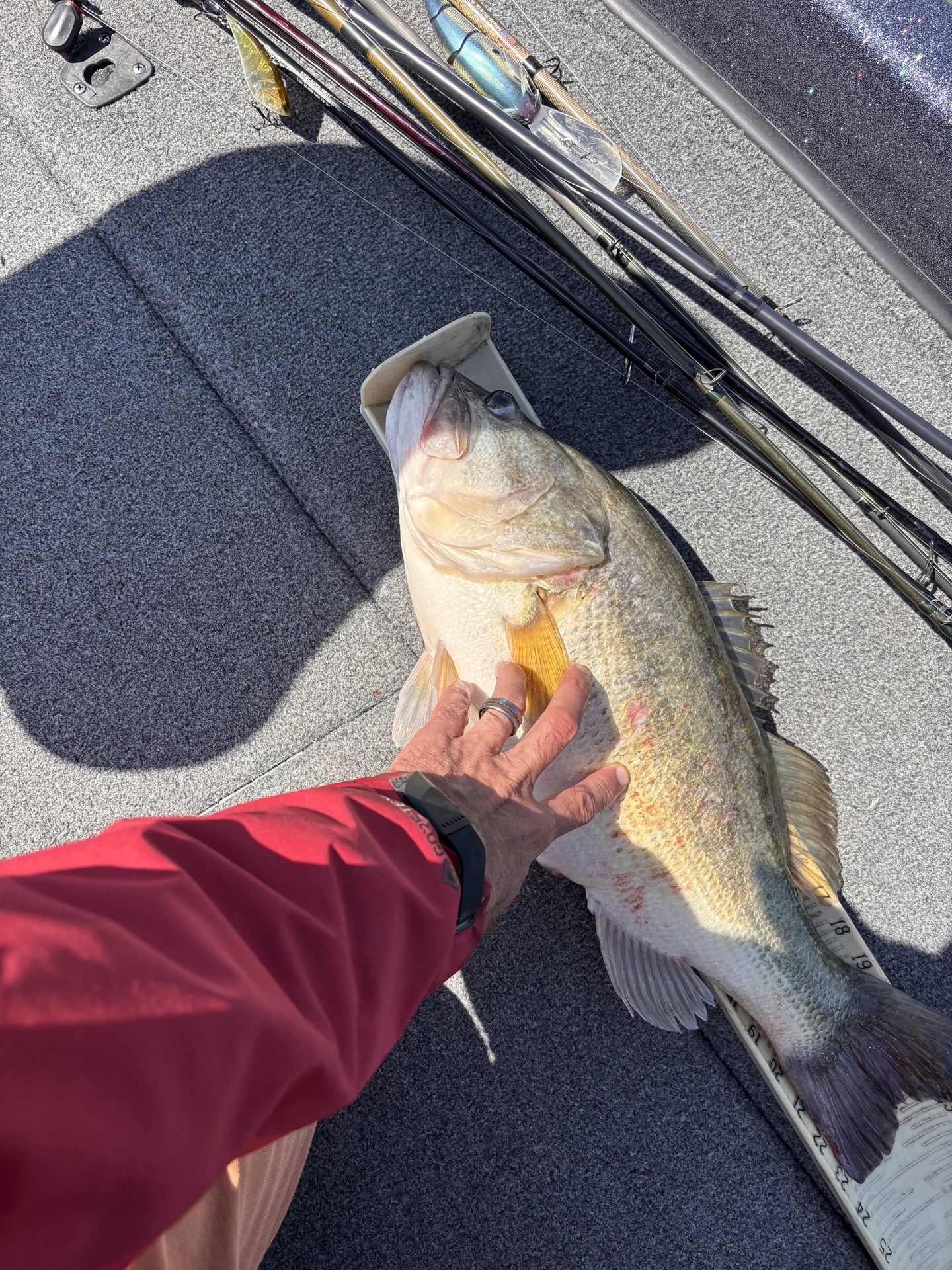 Largemouth Bass
