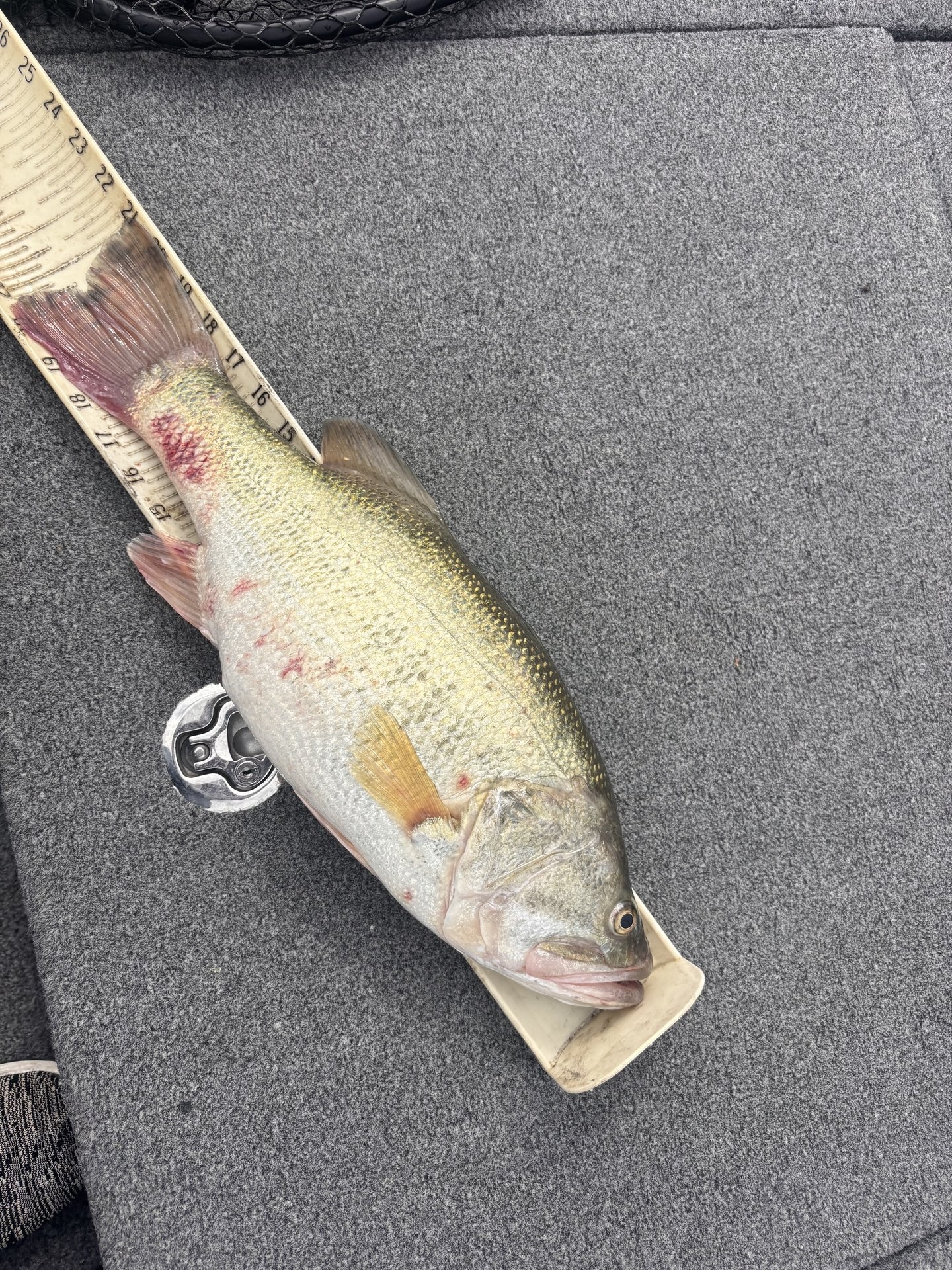 Largemouth Bass
