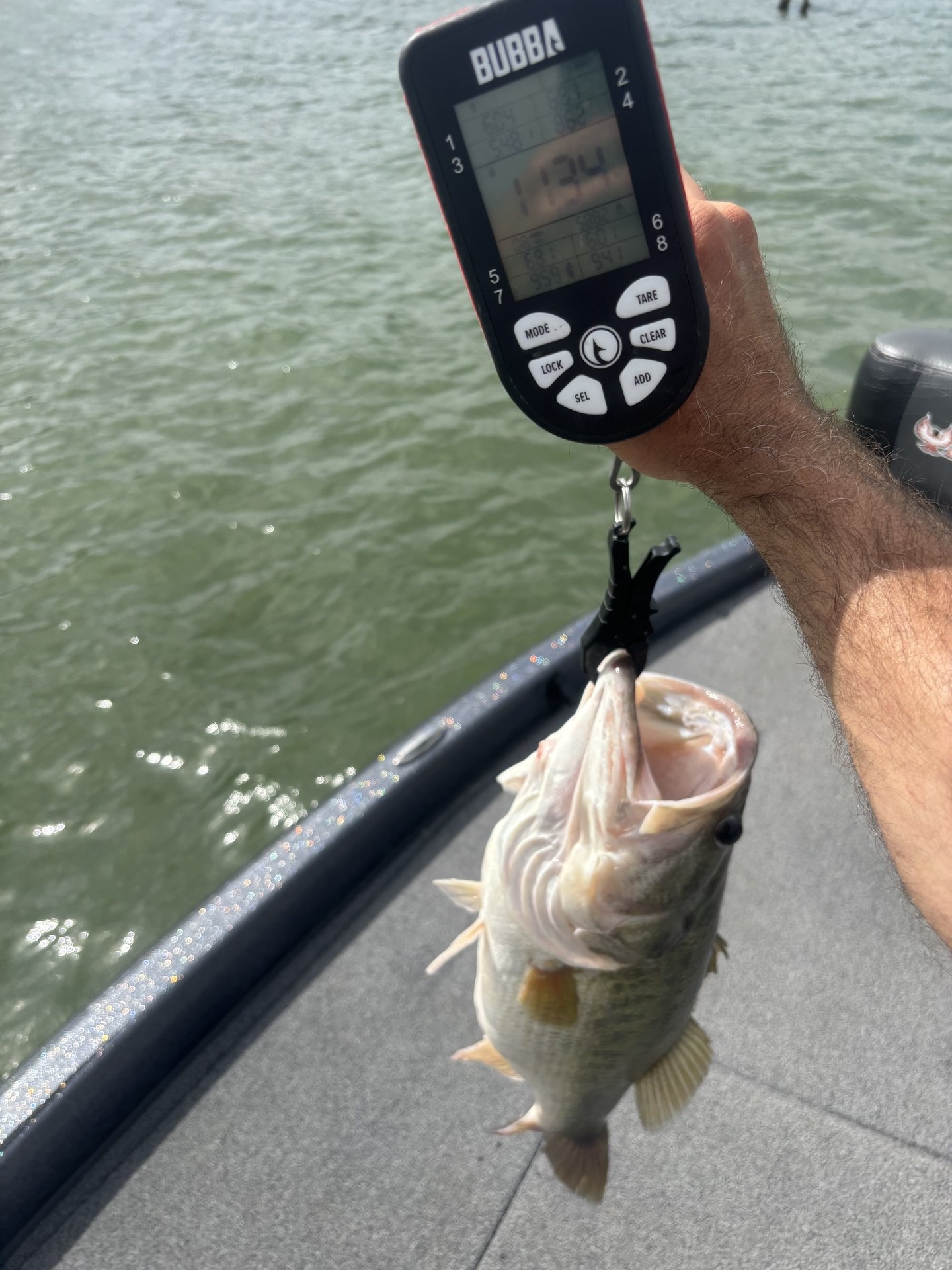 Largemouth Bass
