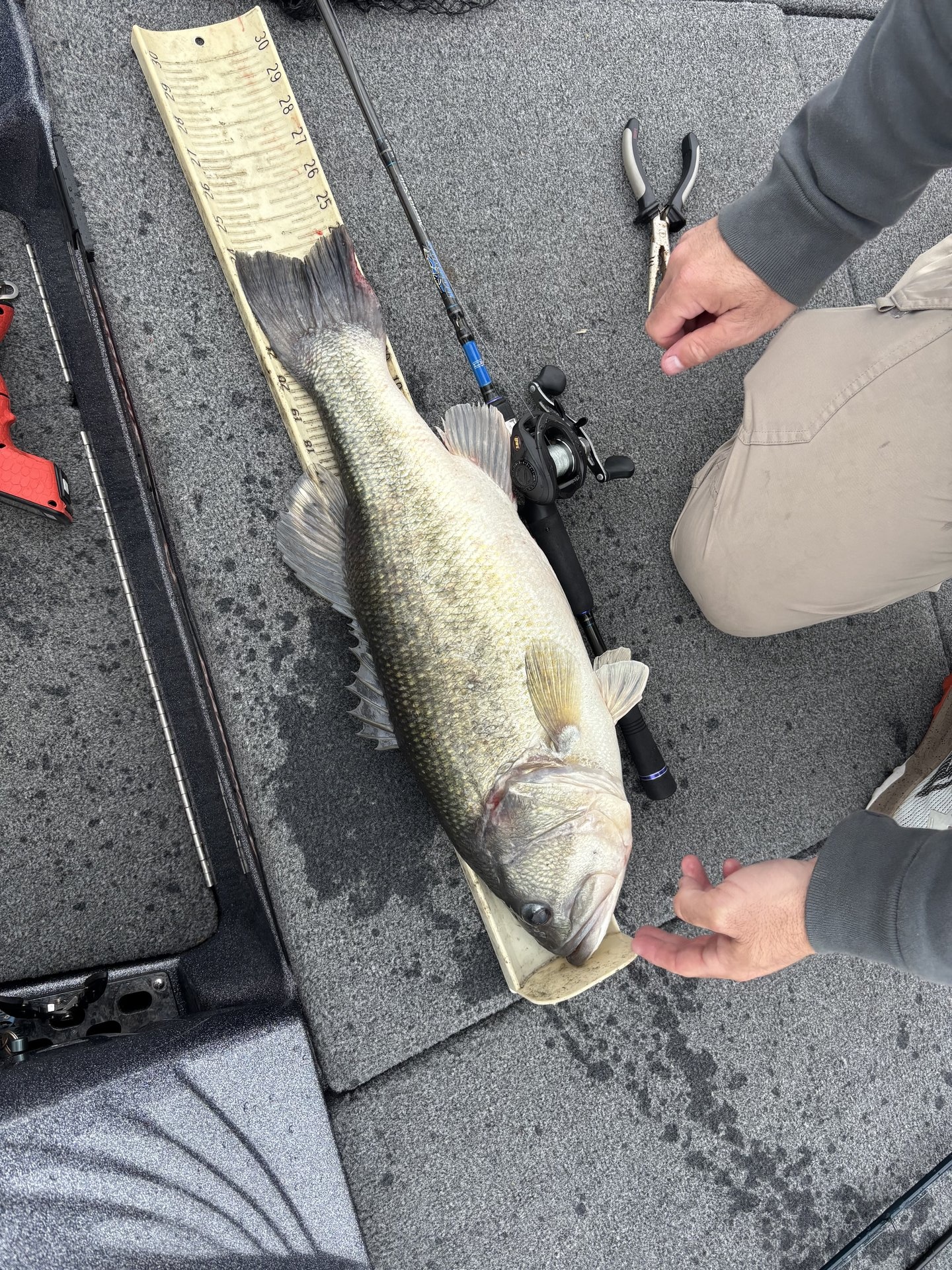 Largemouth Bass