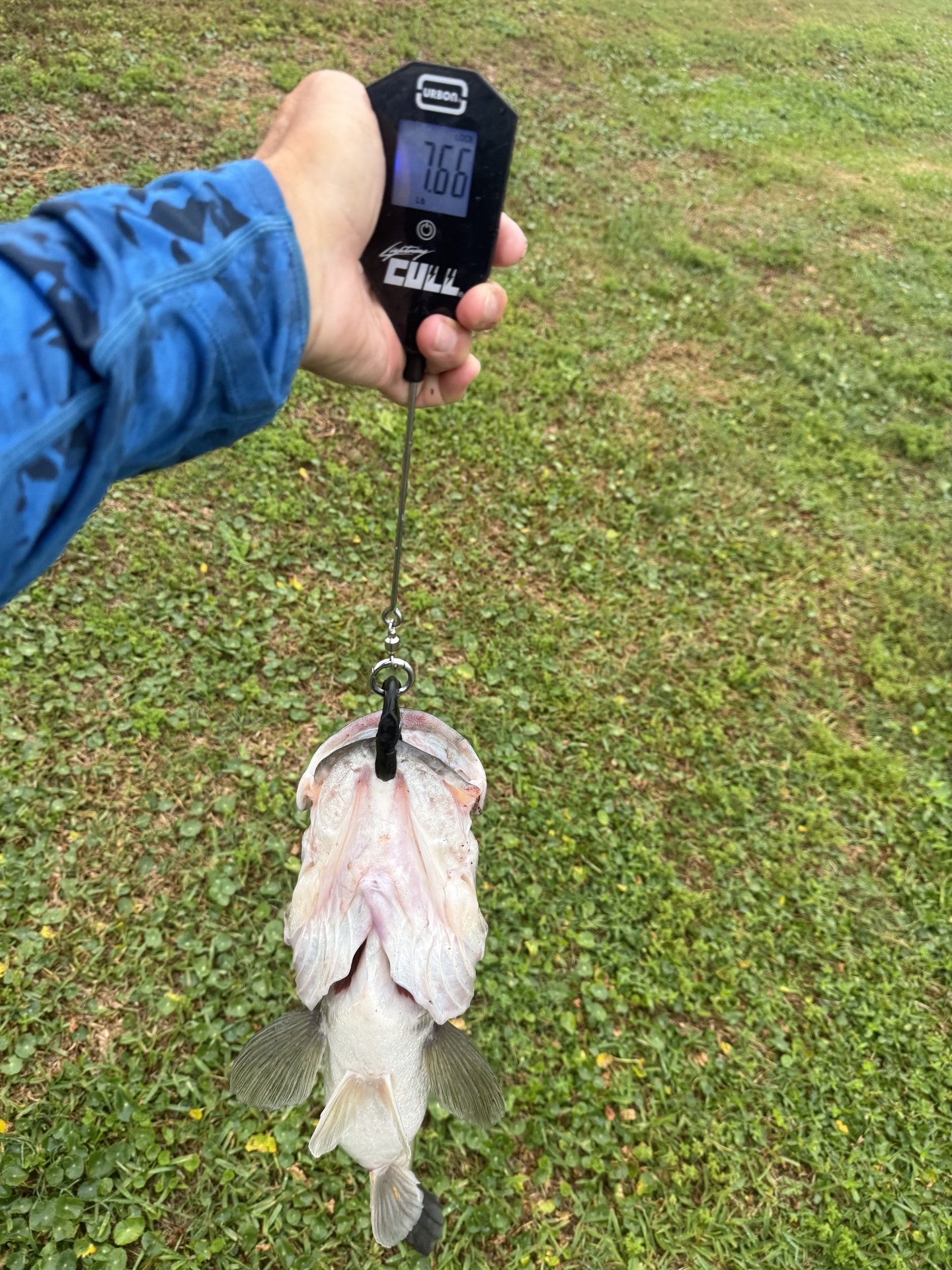 Largemouth Bass