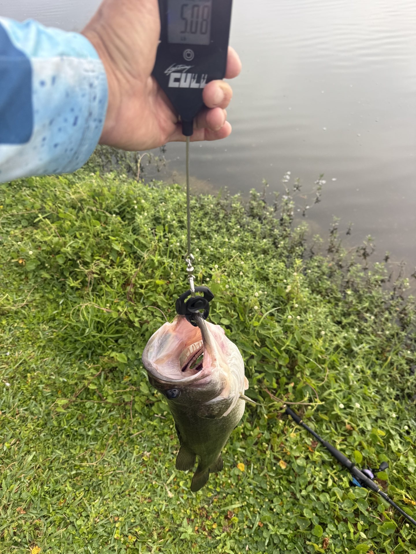 Largemouth Bass