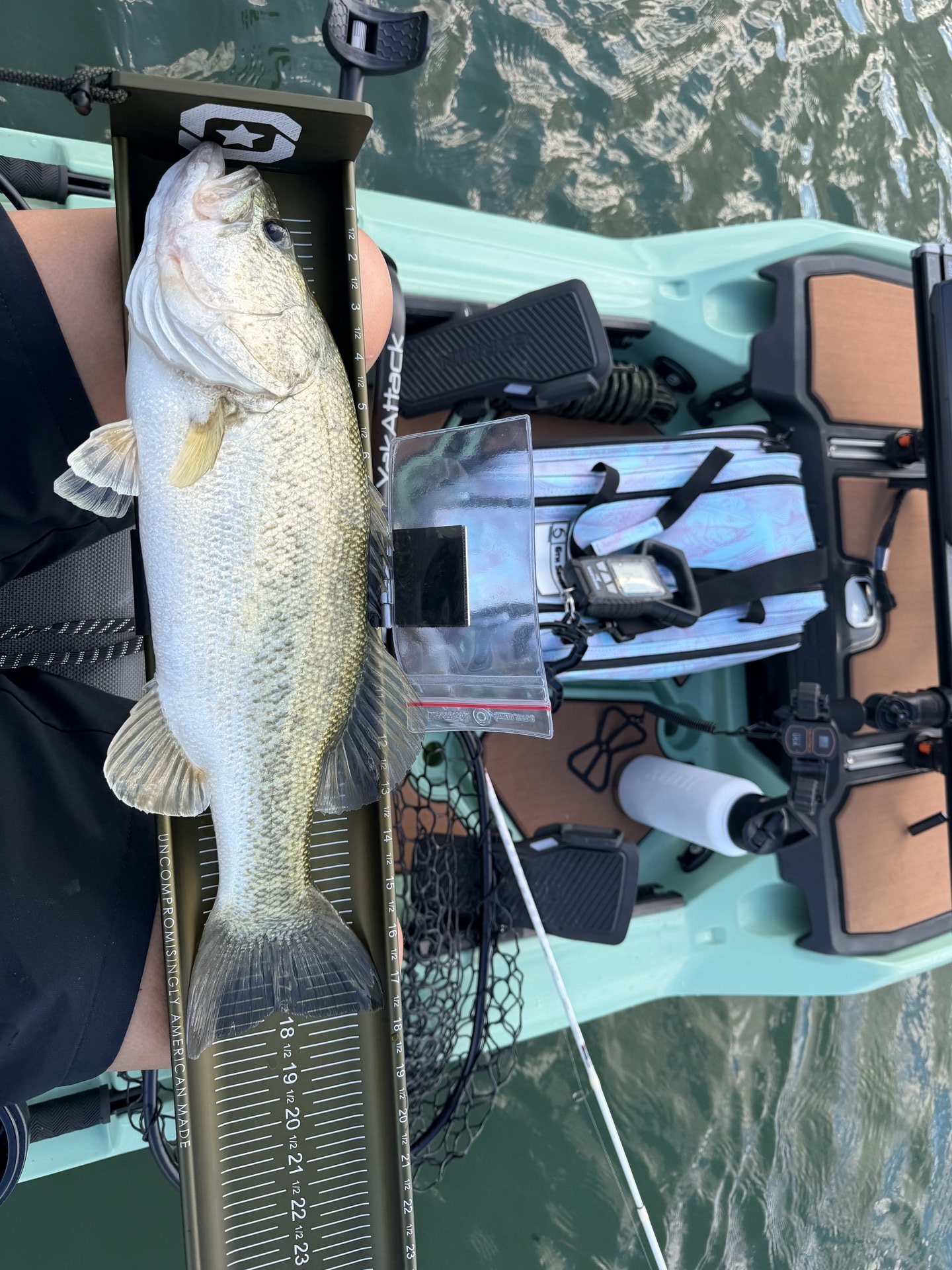 Largemouth Bass catch photo 3