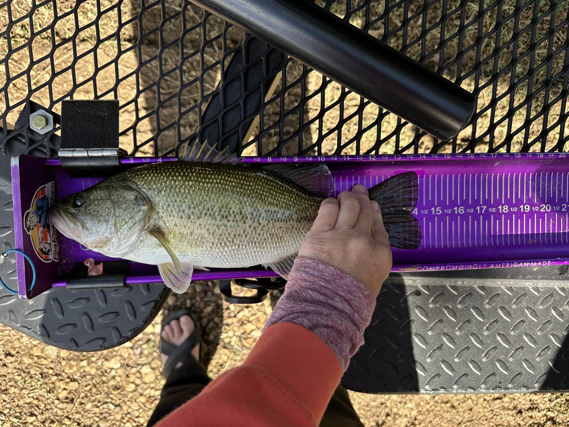 Largemouth Bass catch photo 3