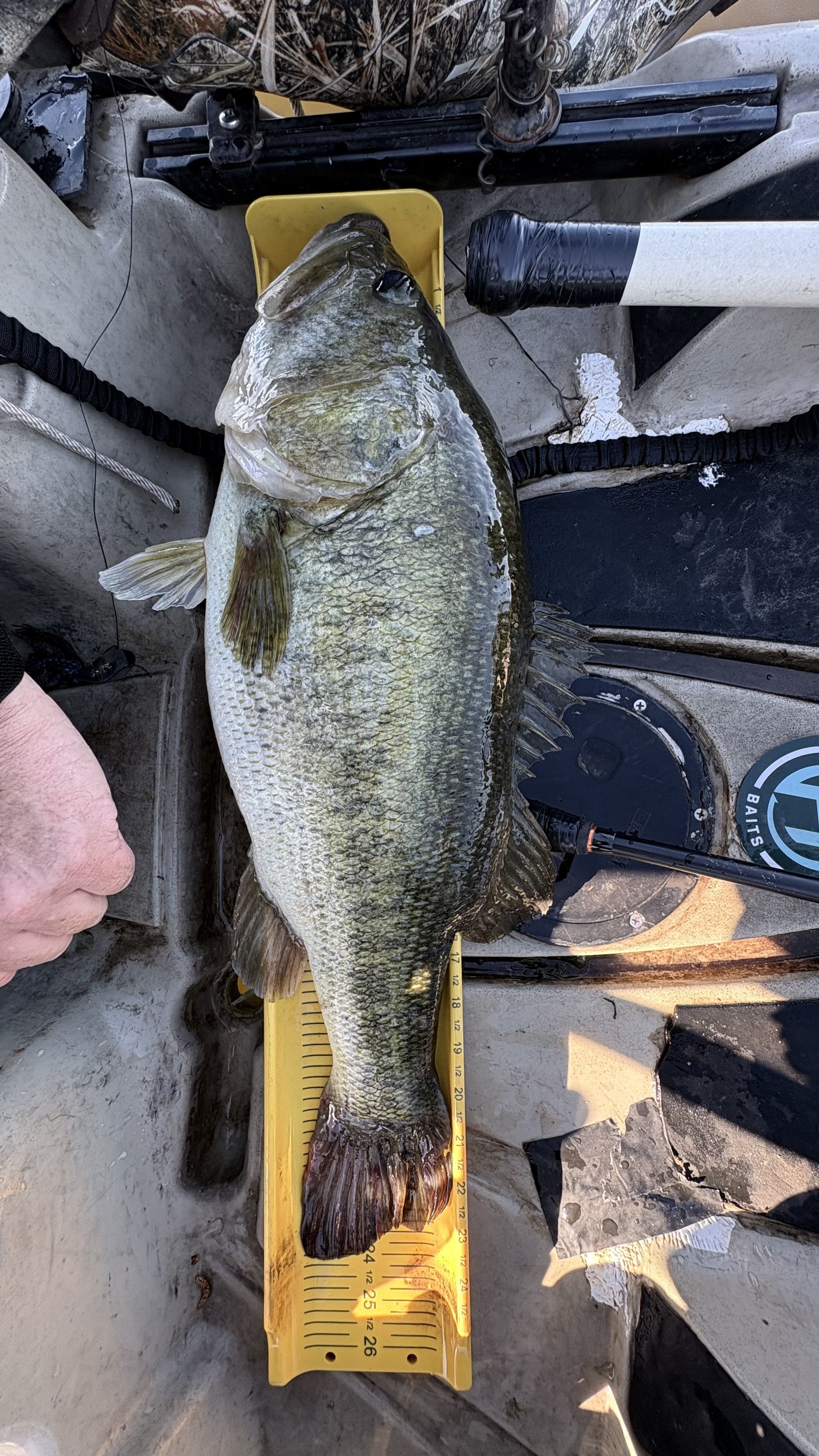 Largemouth Bass