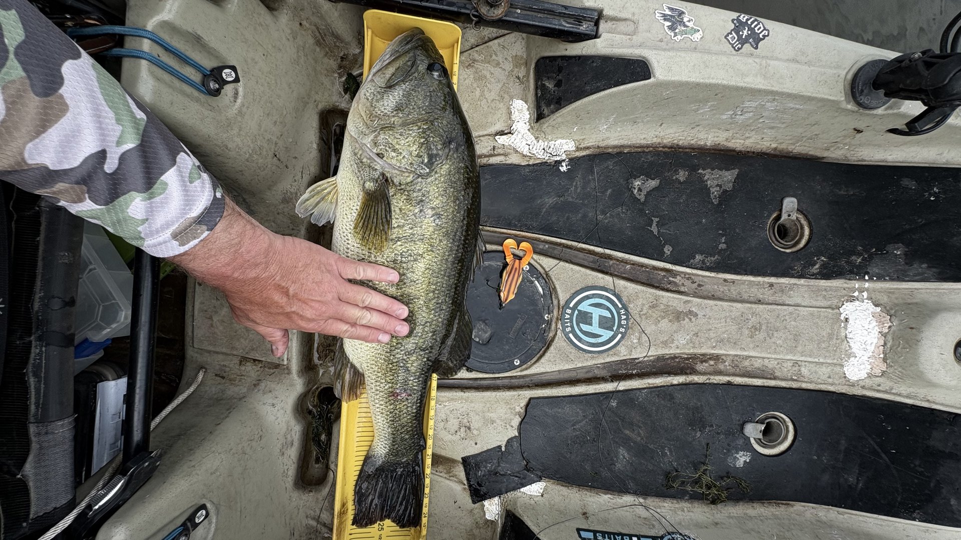 Largemouth Bass