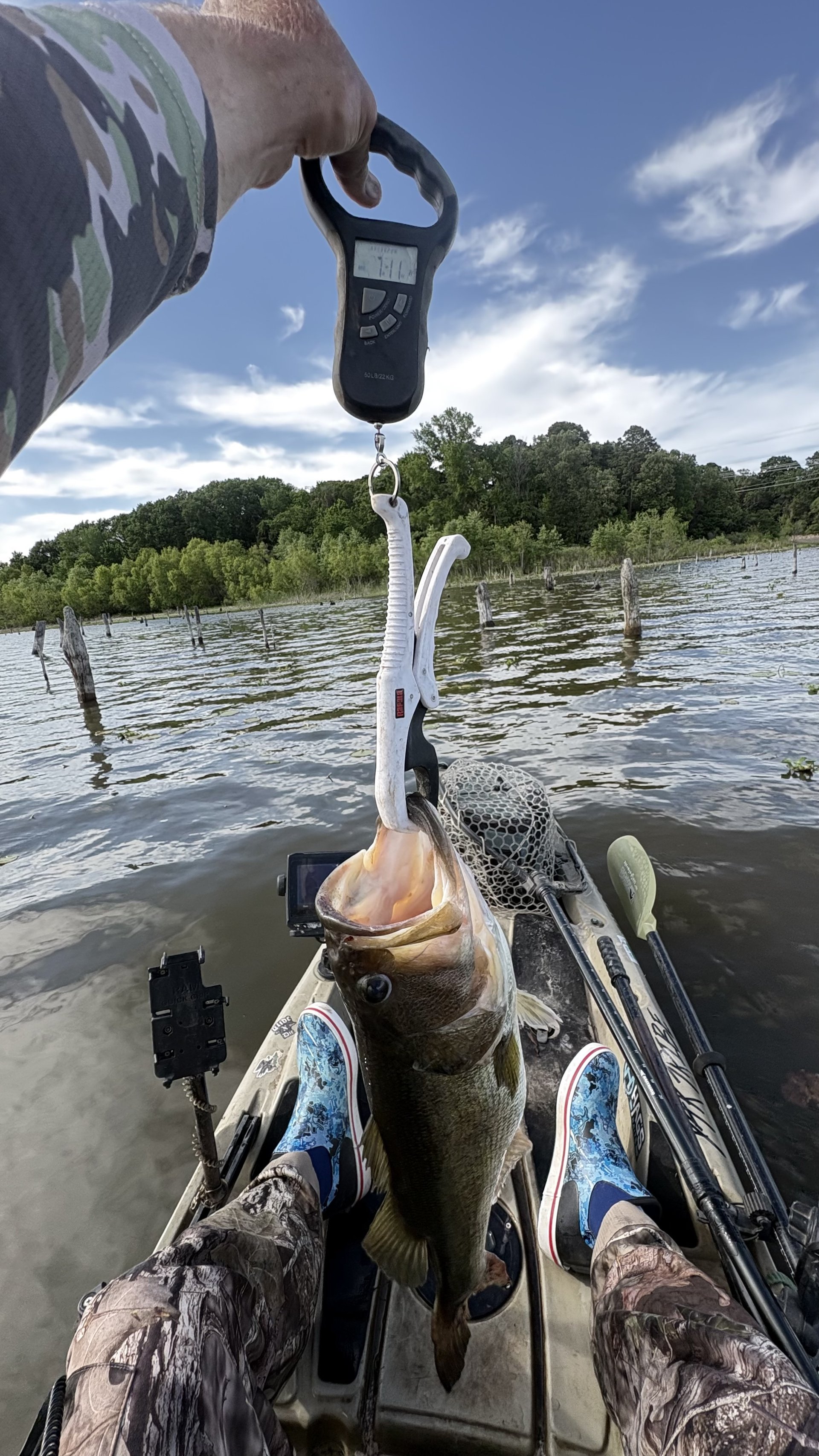 Largemouth Bass