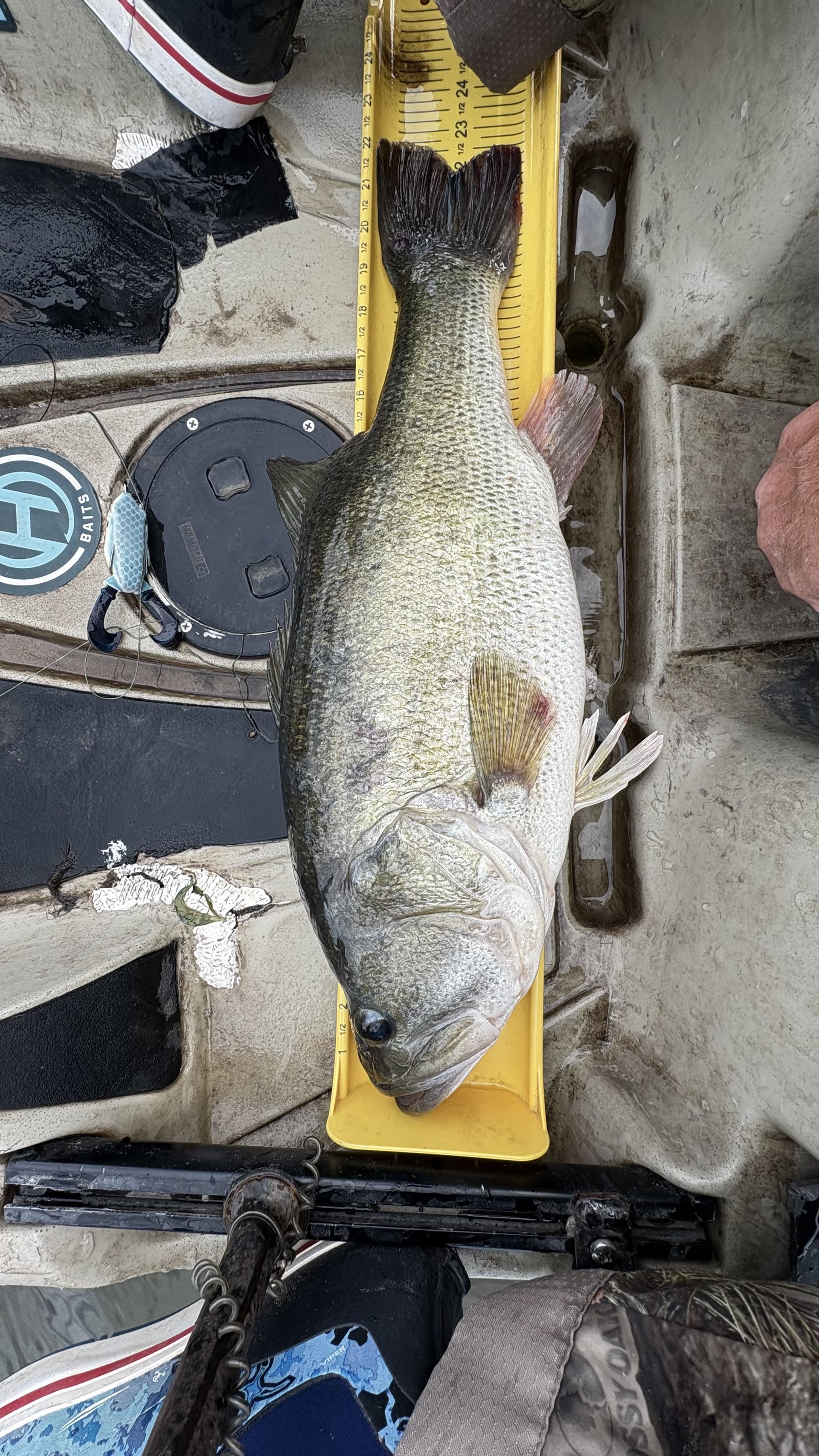Largemouth Bass