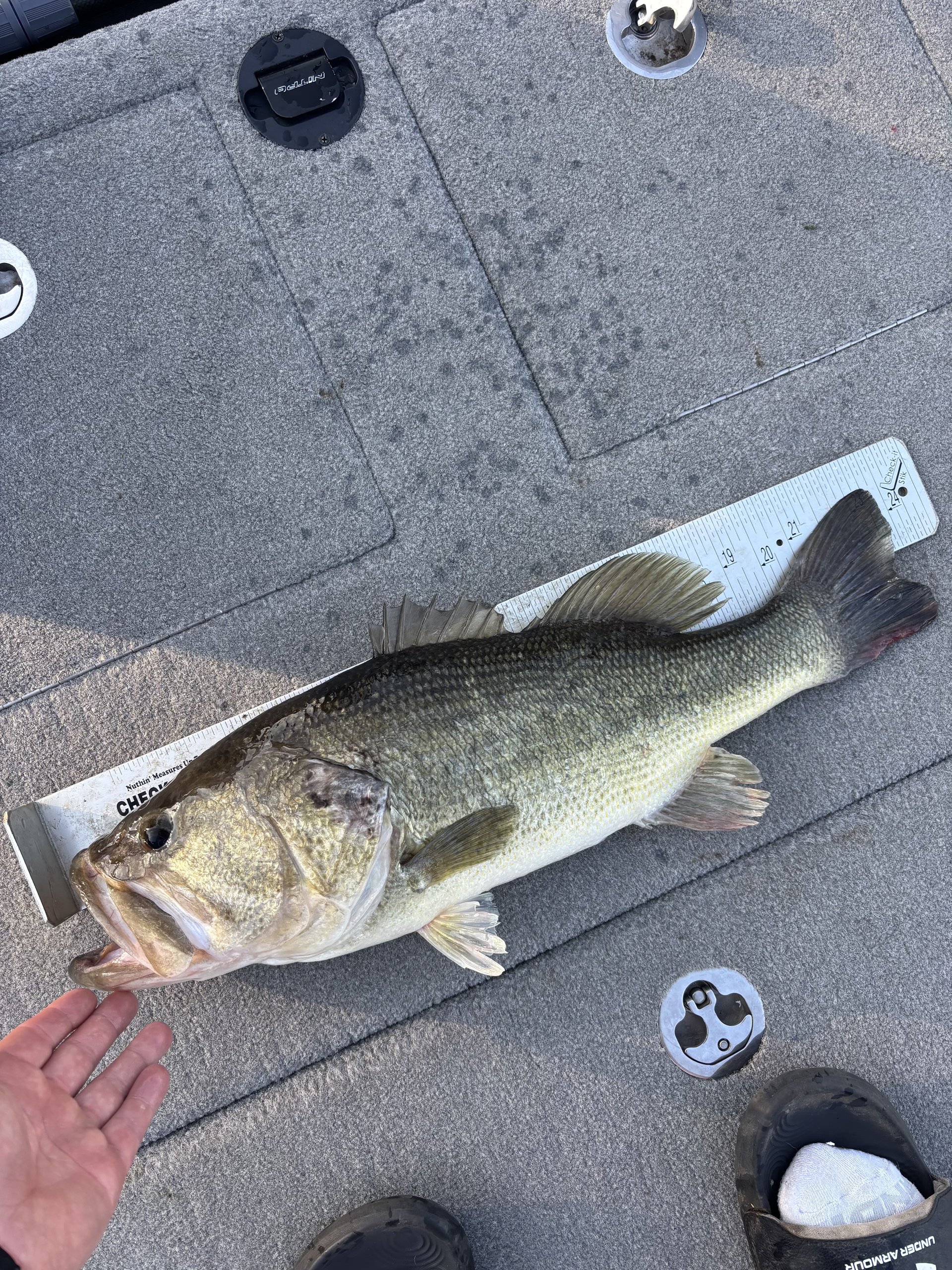 Largemouth Bass