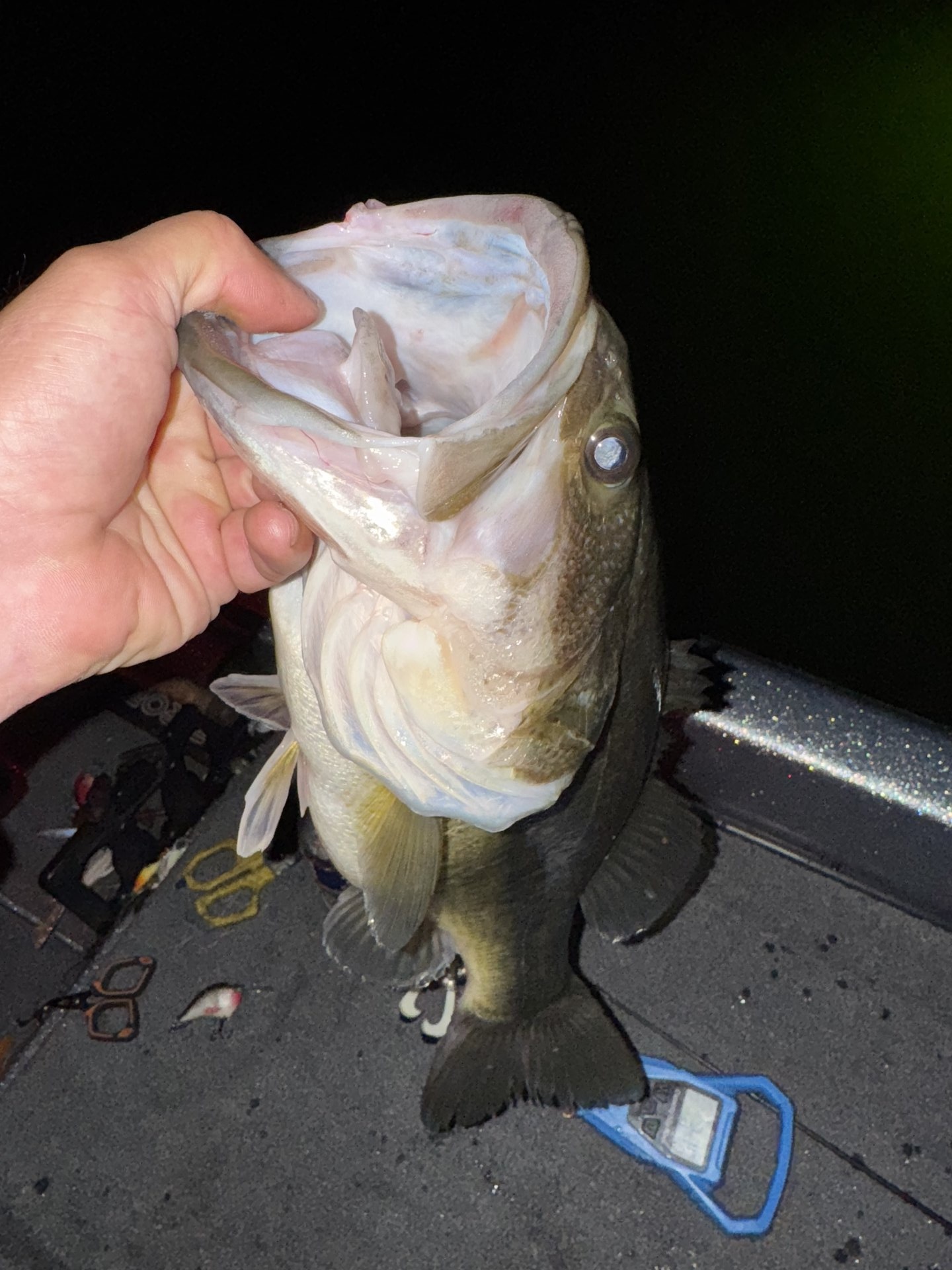 Largemouth Bass catch photo 1
