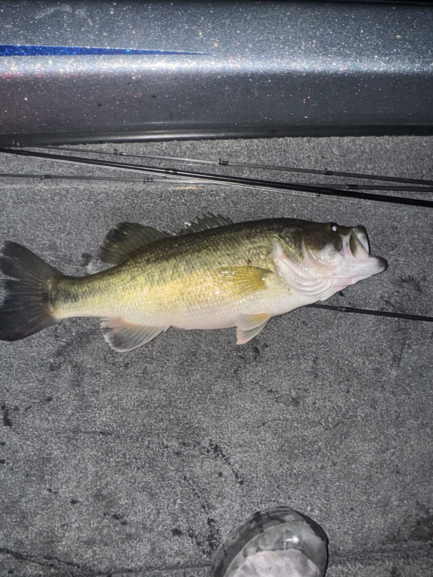 Largemouth Bass catch photo 1