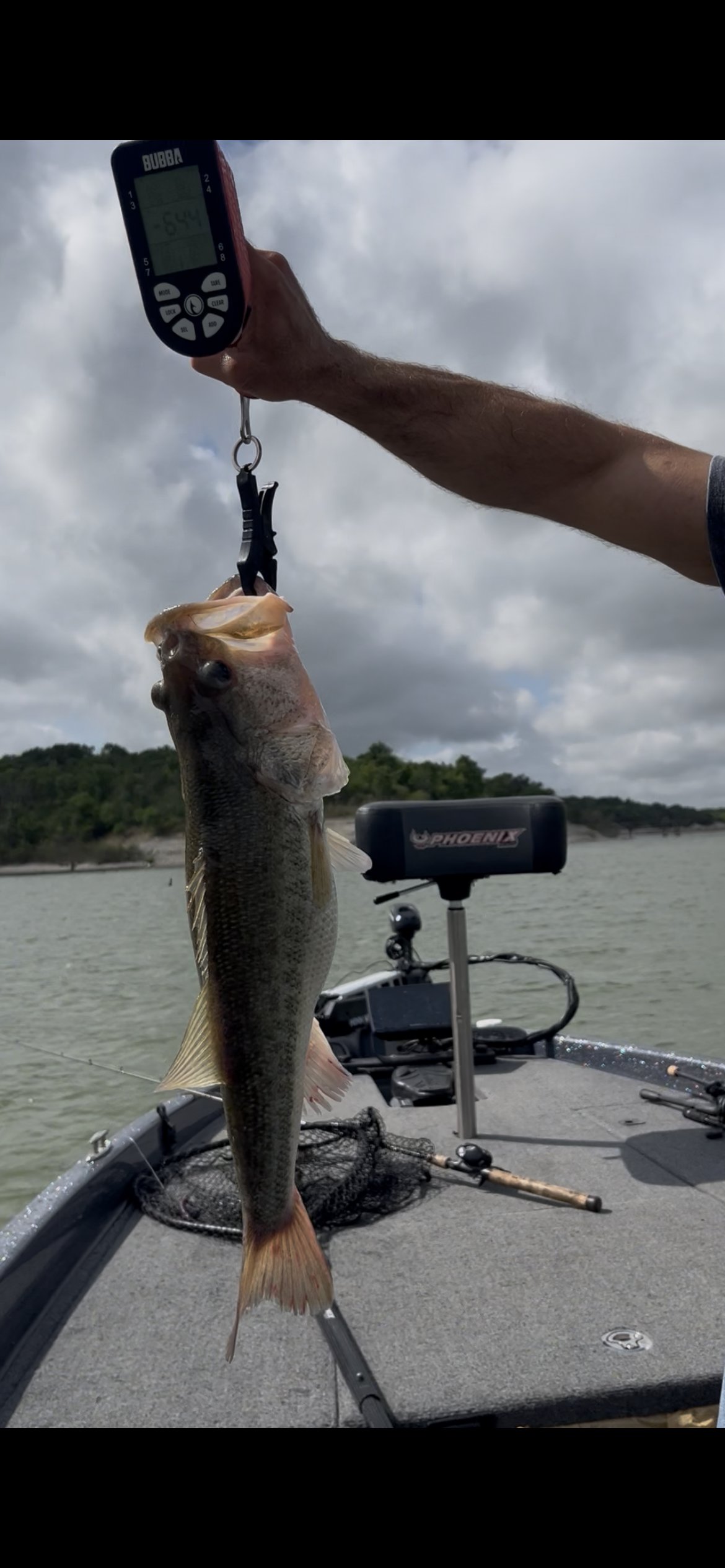 Largemouth Bass