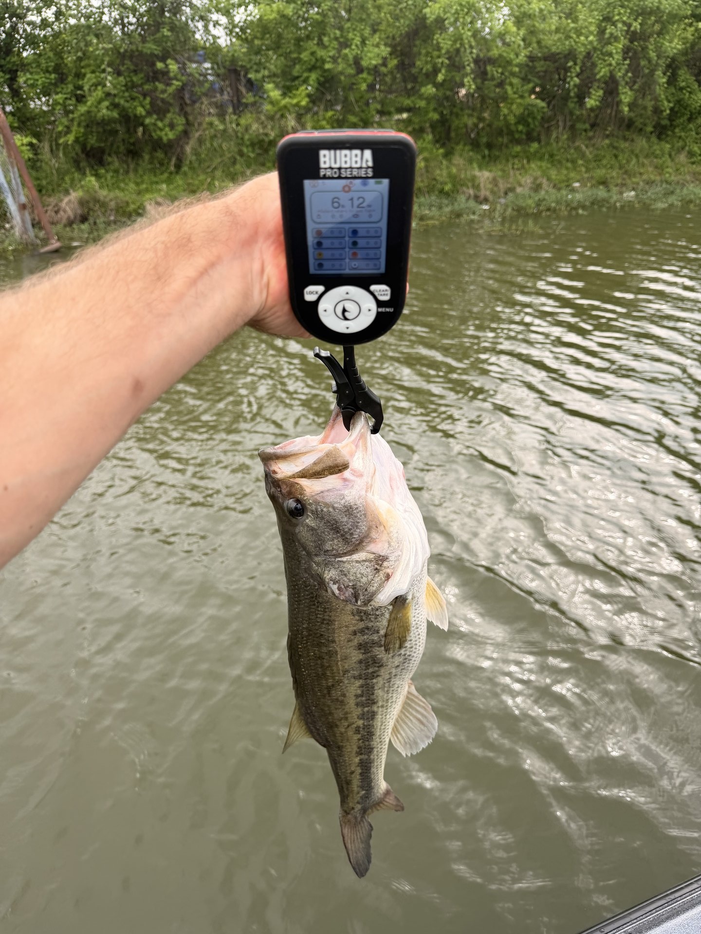 Largemouth Bass