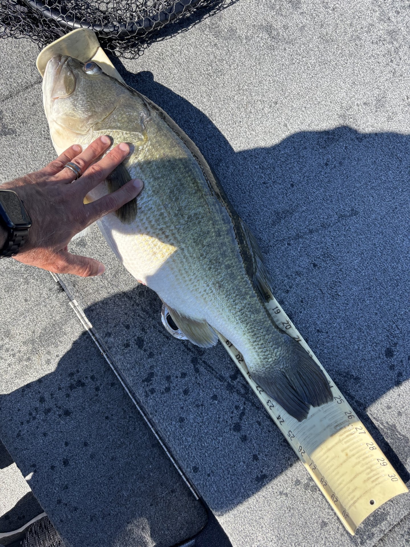 Largemouth Bass