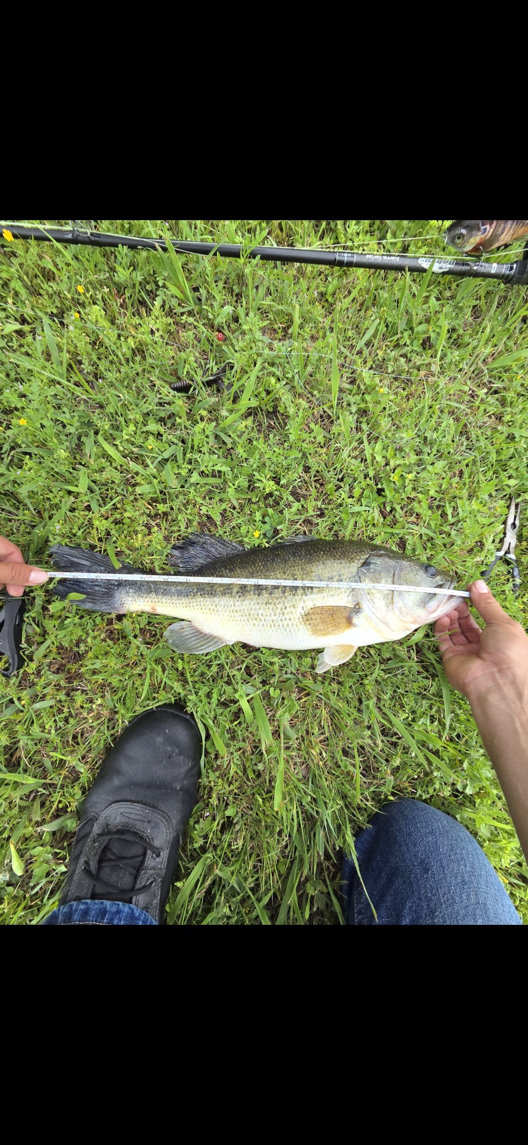 Largemouth Bass catch photo 3