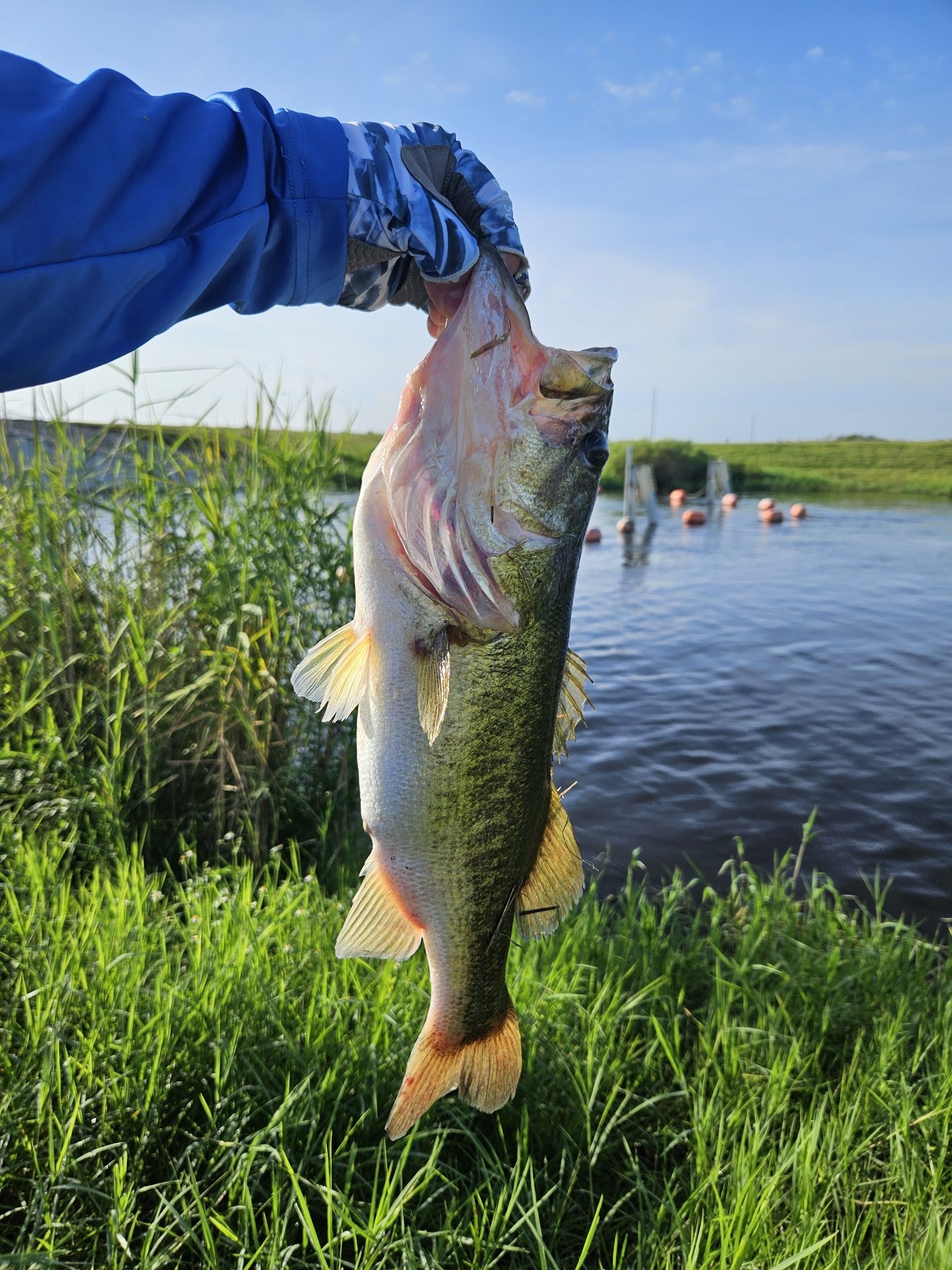 Largemouth Bass catch photo 1