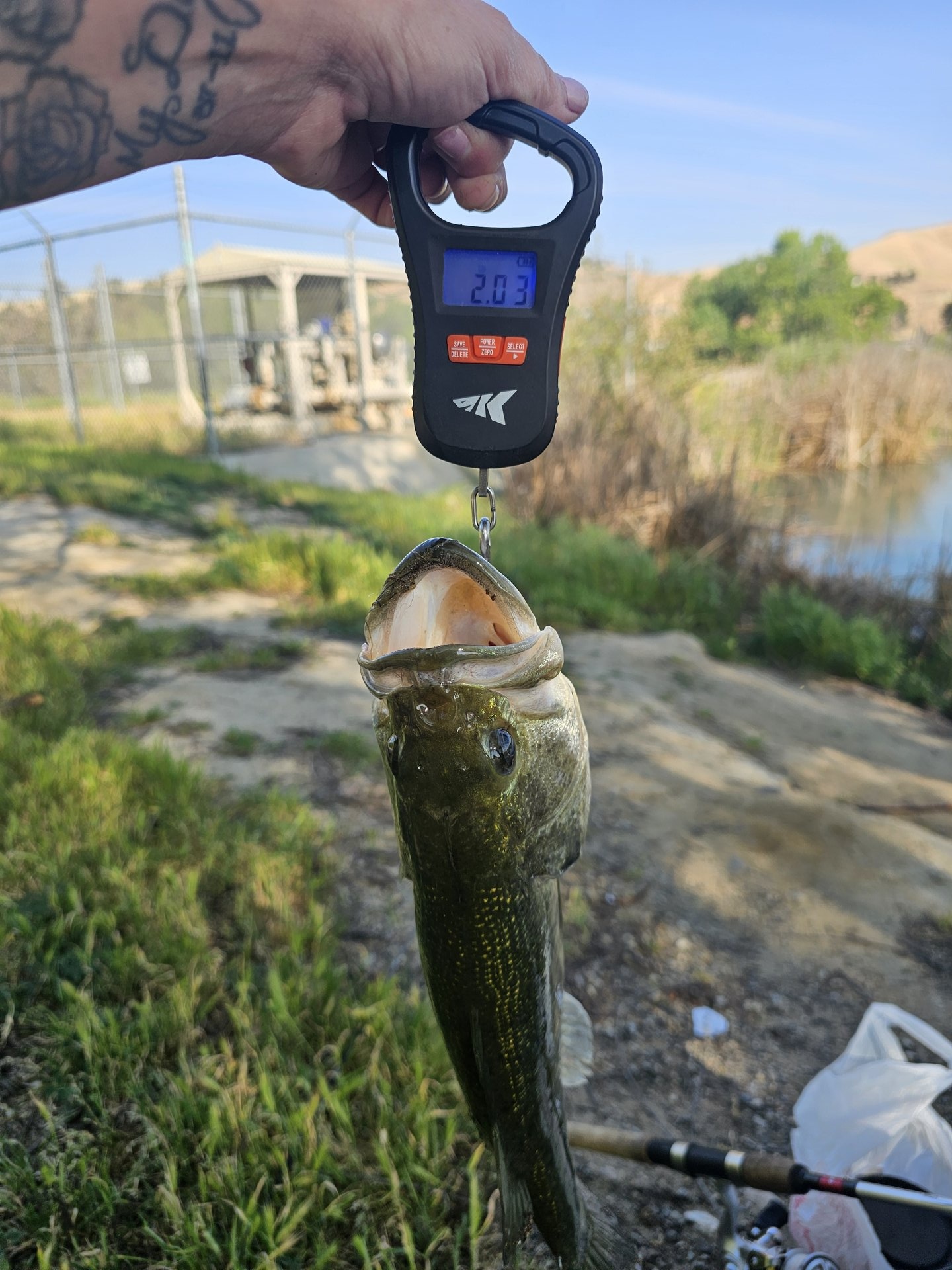 Largemouth Bass catch photo 2