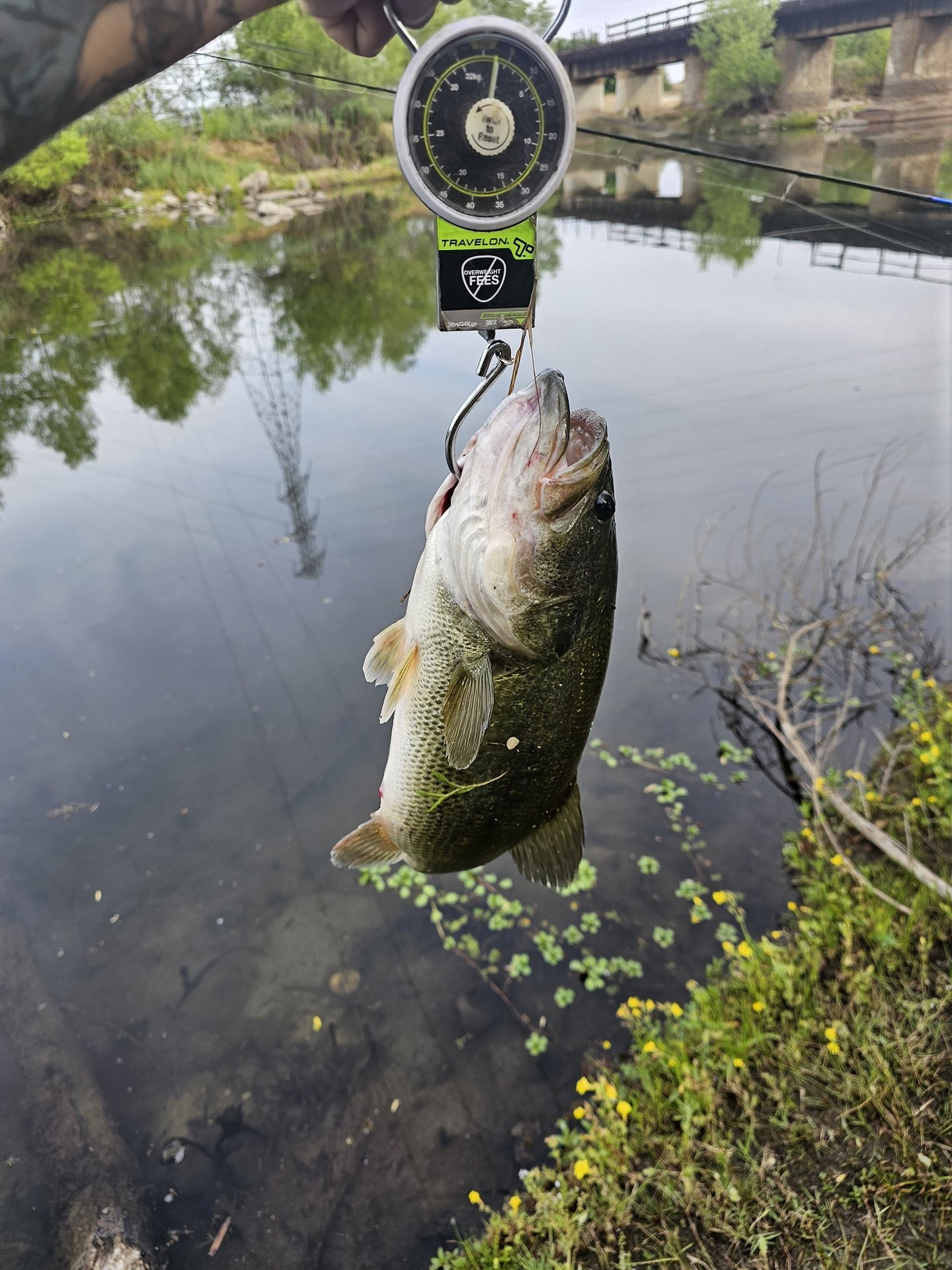Largemouth Bass catch photo 2