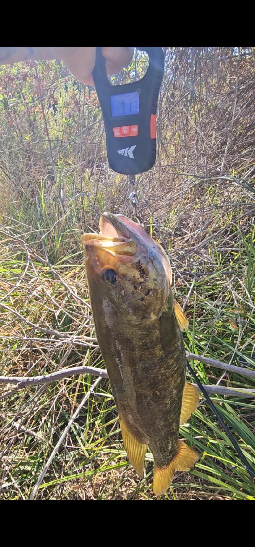 Largemouth Bass catch photo 2