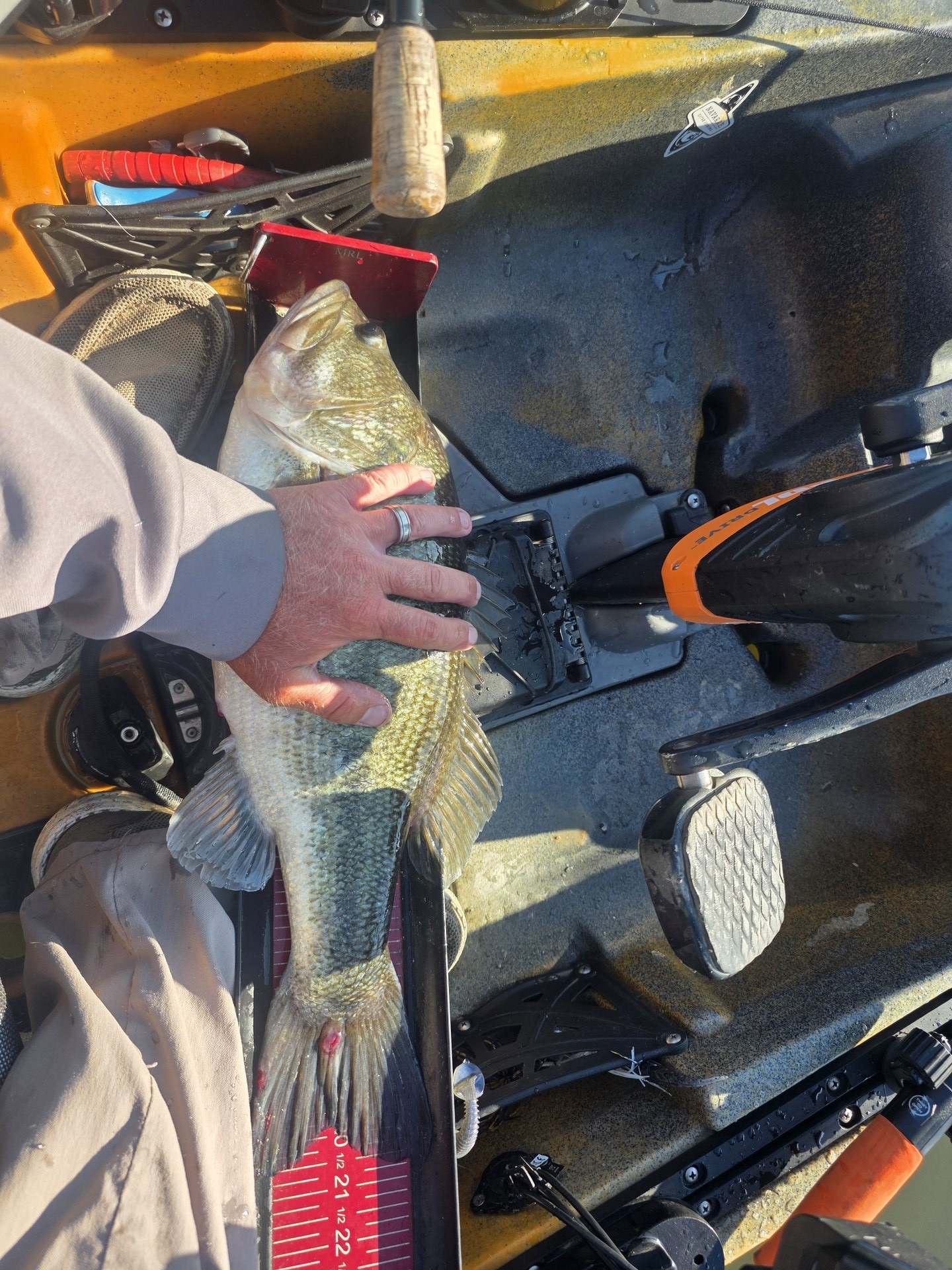 Largemouth Bass