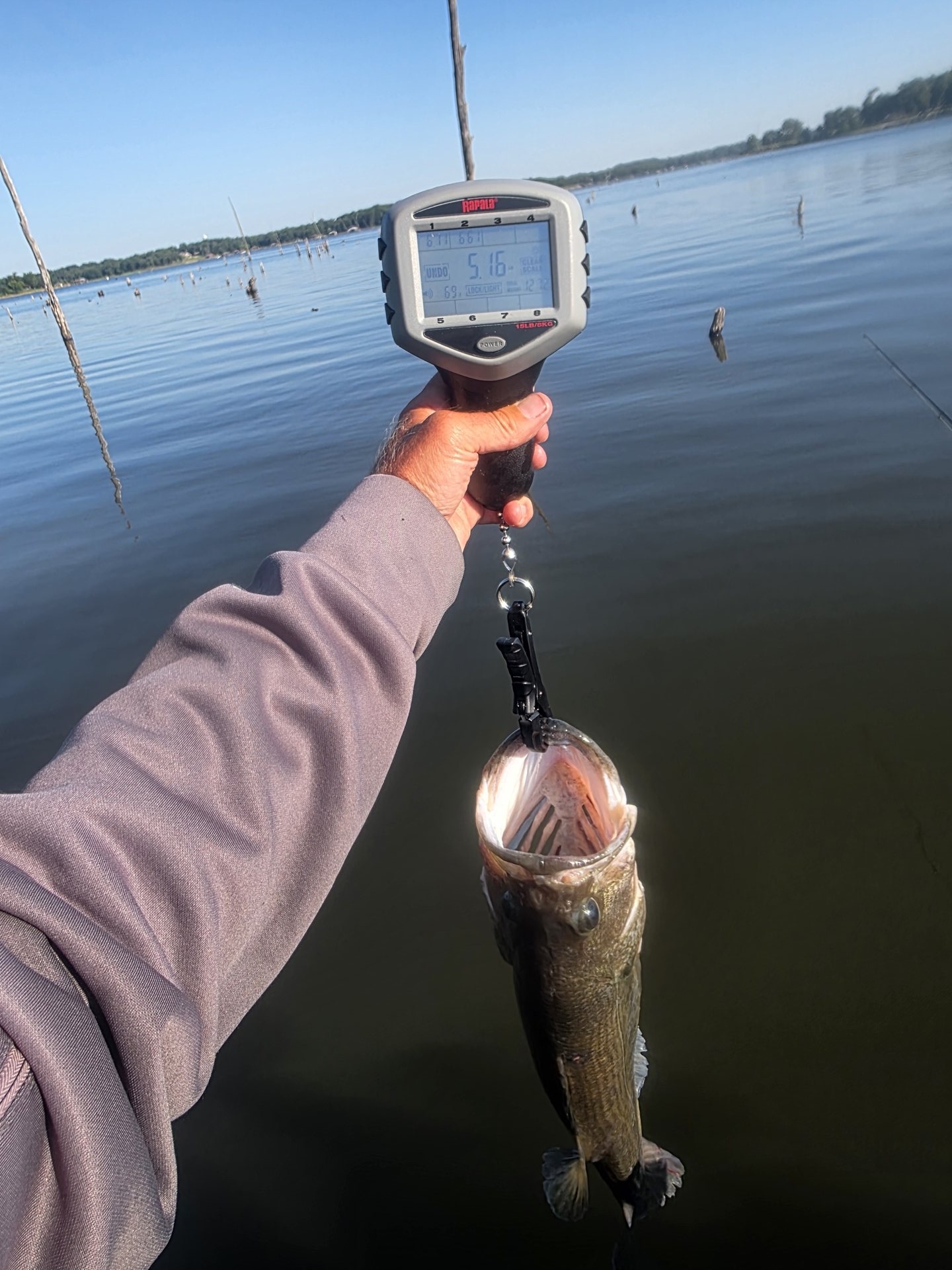 Largemouth Bass