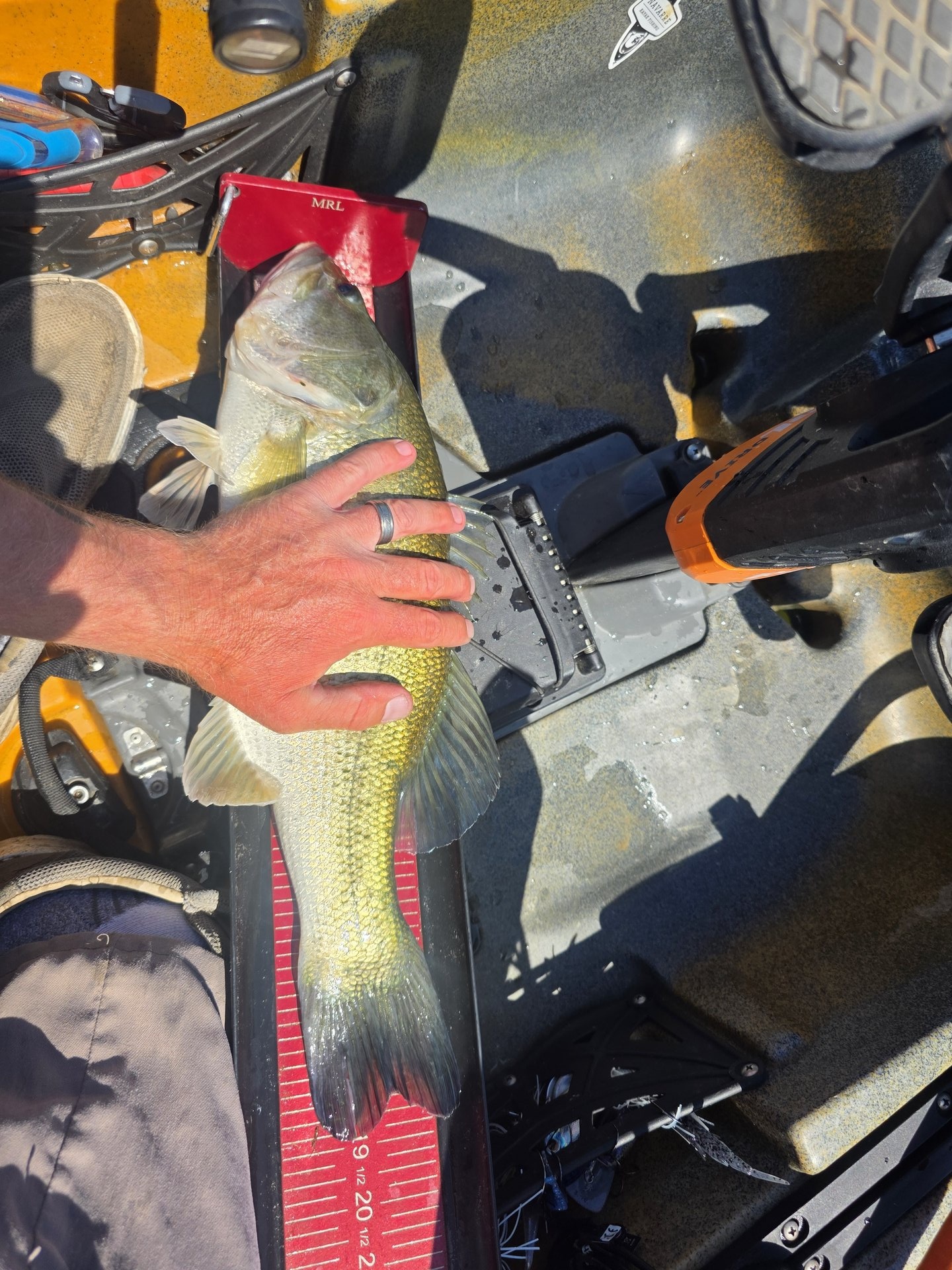 Largemouth Bass catch photo 3
