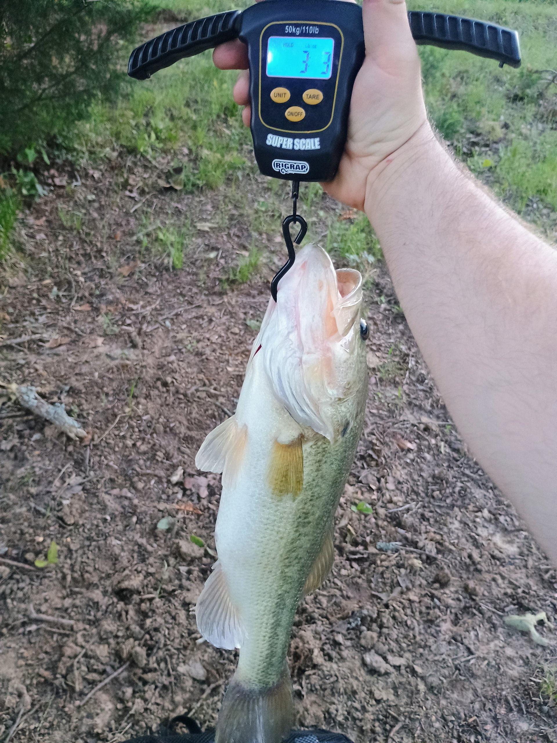 Largemouth Bass catch photo 2