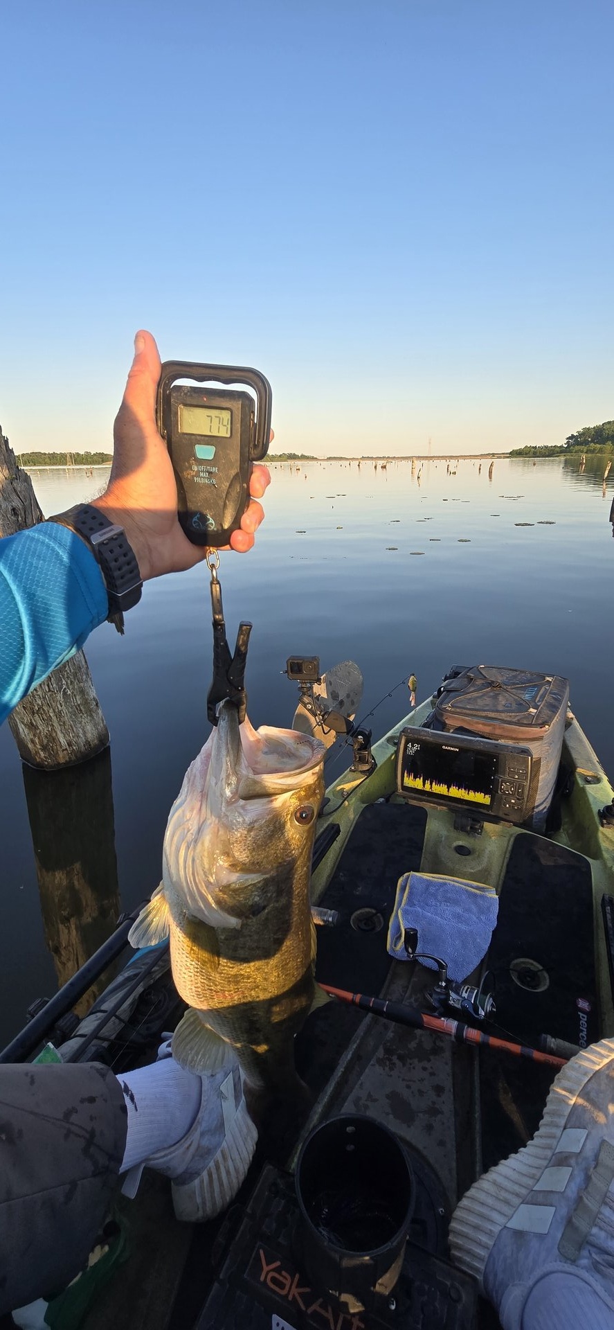 Largemouth Bass