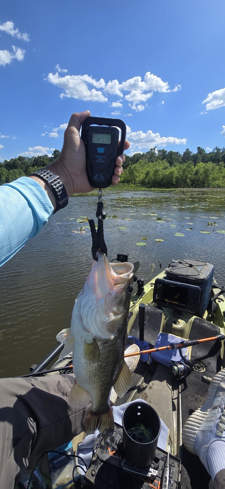 Largemouth Bass