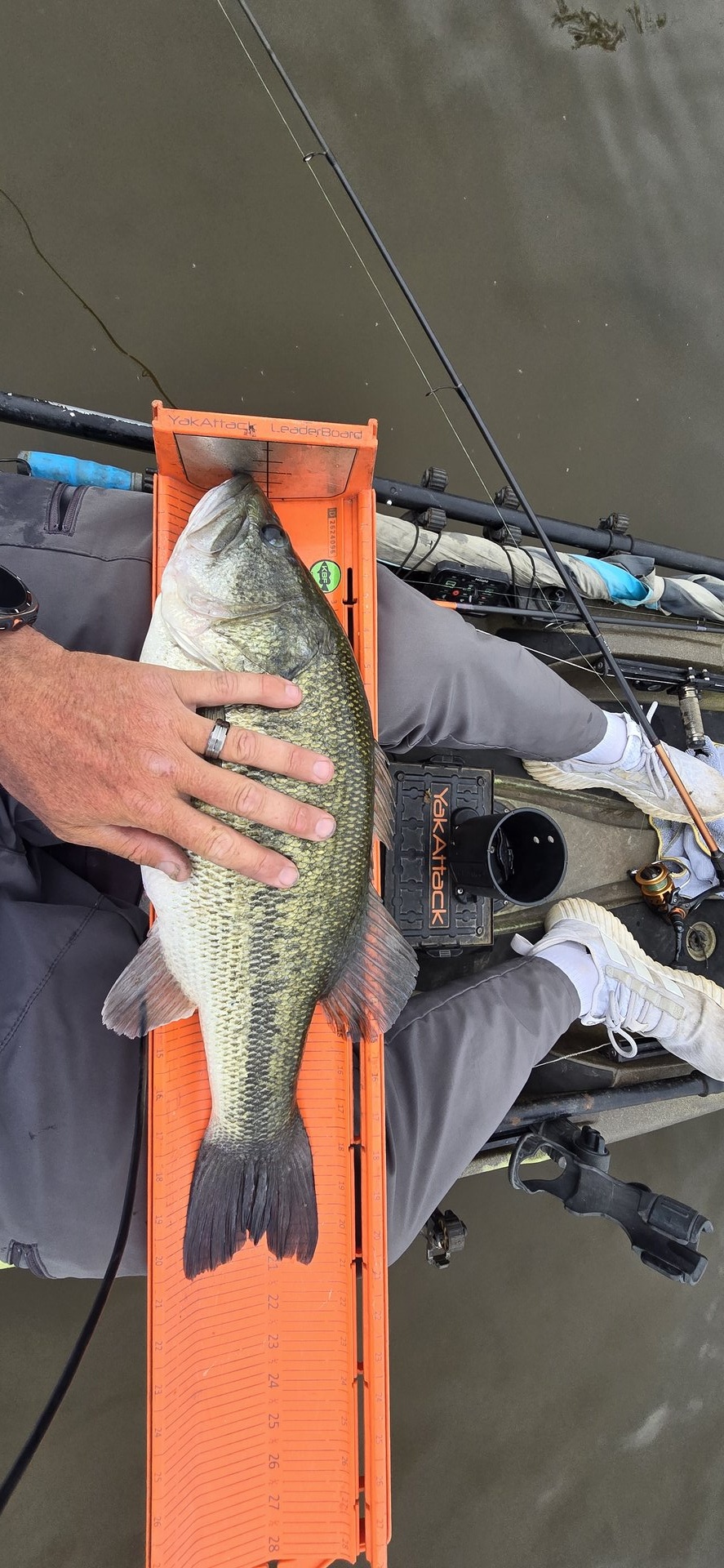 Largemouth Bass