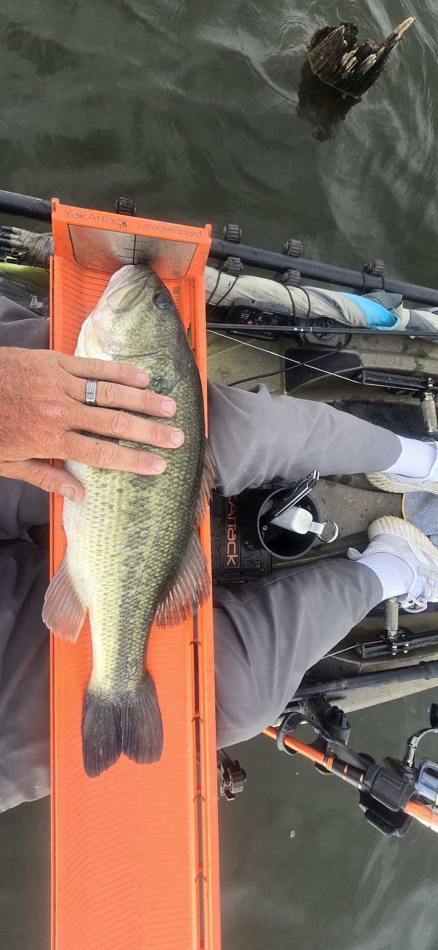twhite_fishing · Fish on Measuring Board