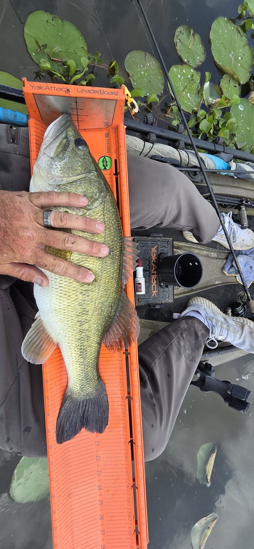 twhite_fishing · Fish on Measuring Board