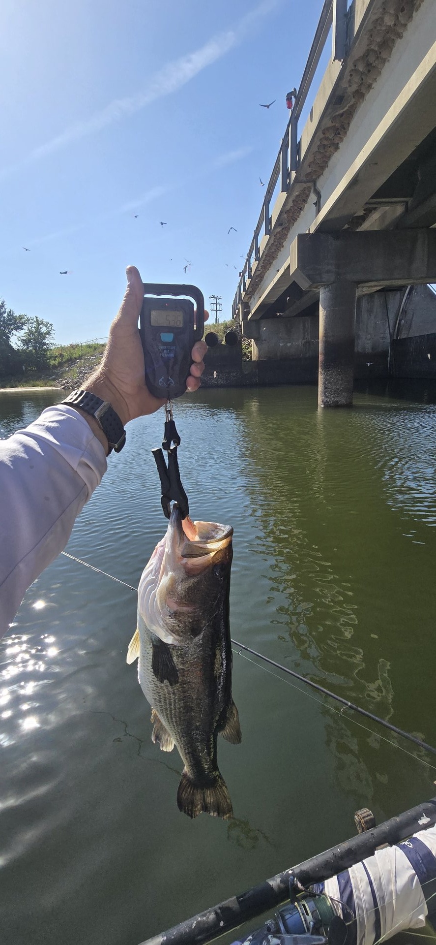Largemouth Bass