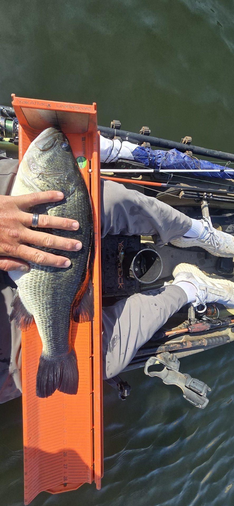 Largemouth Bass