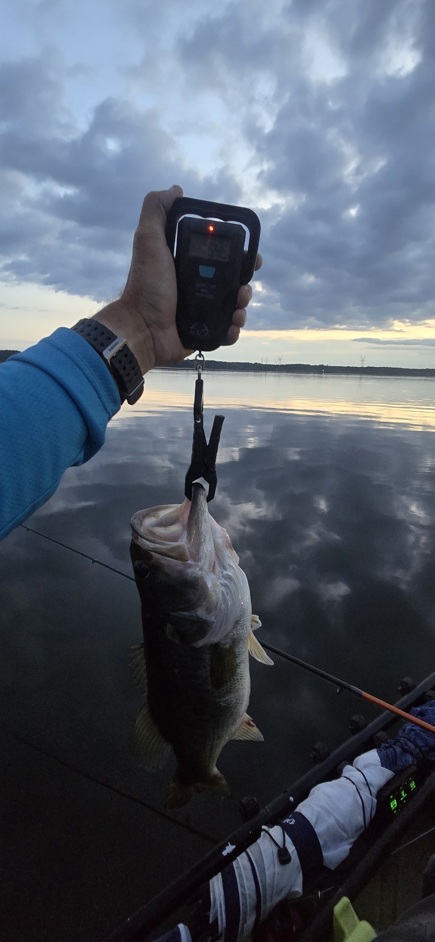 Largemouth Bass