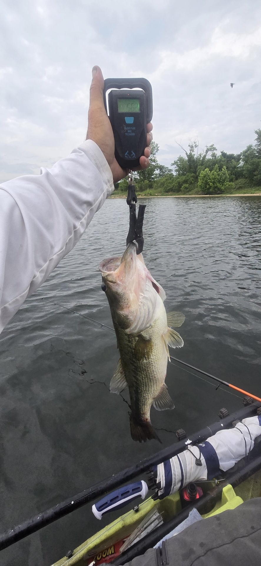 Largemouth Bass