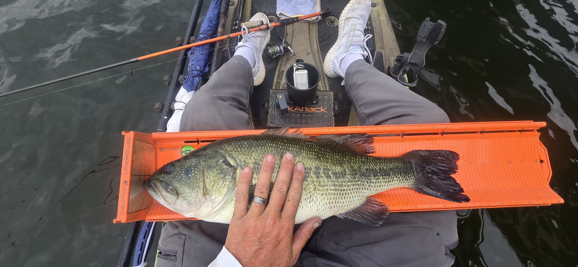 Largemouth Bass