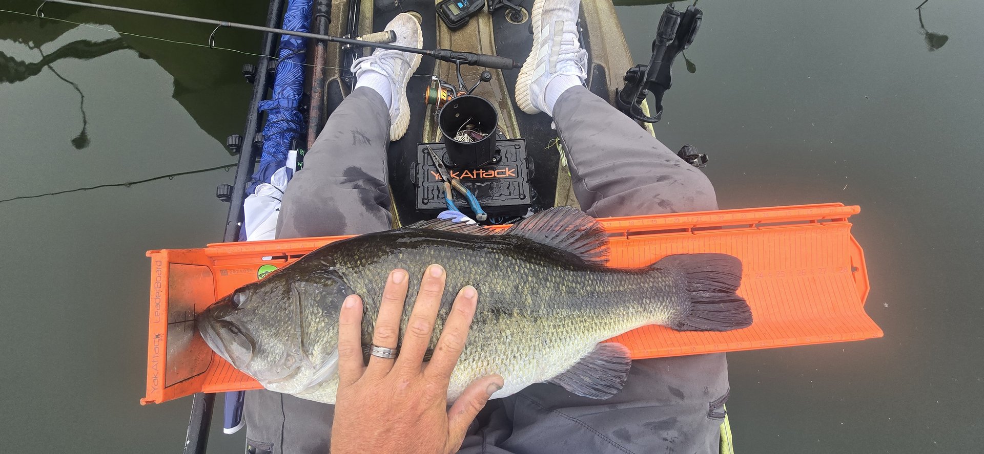 Largemouth Bass