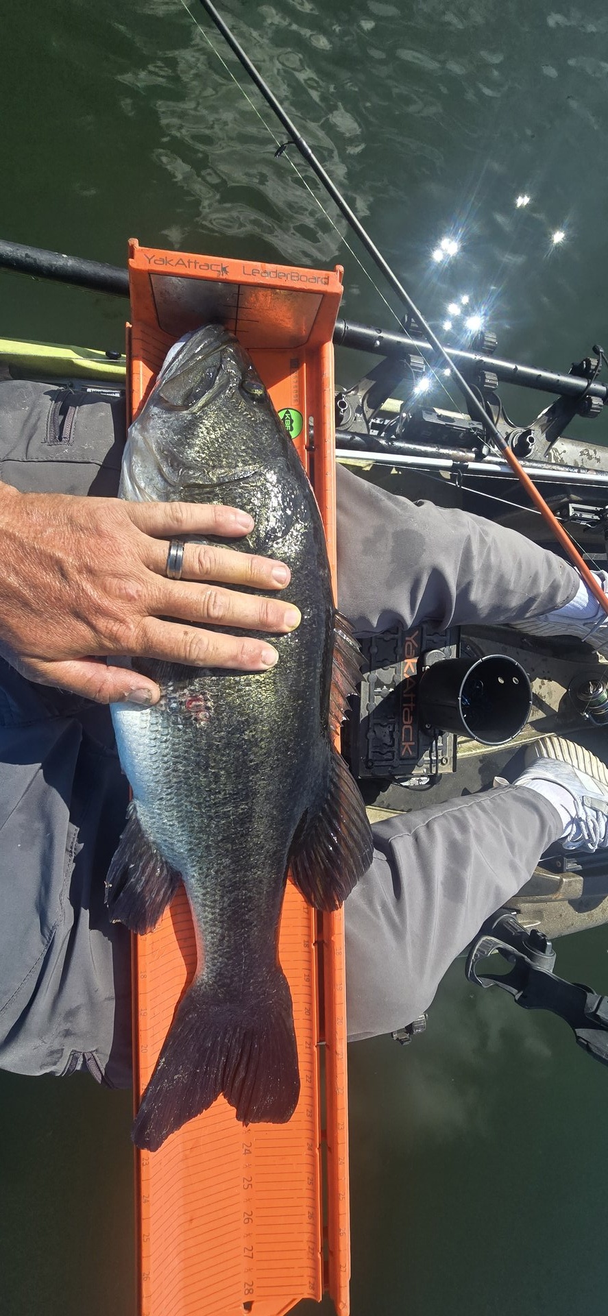 Largemouth Bass
