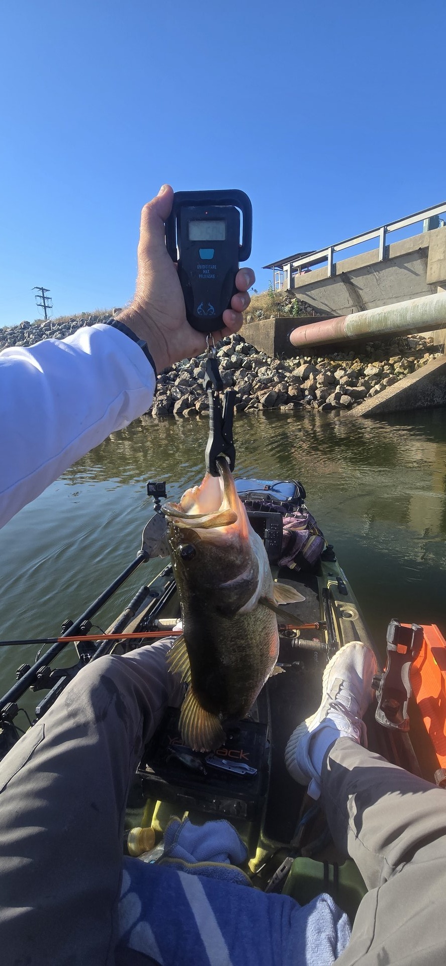Largemouth Bass