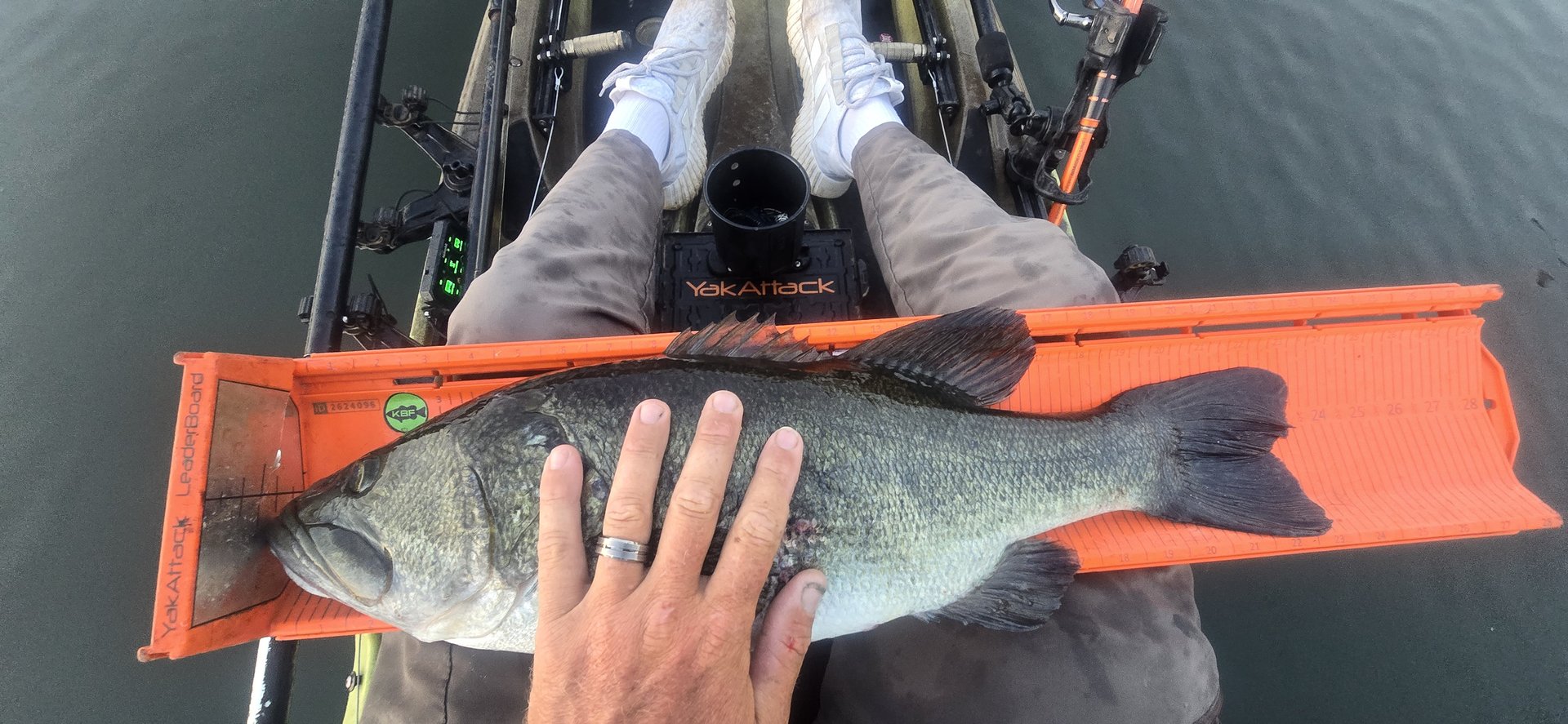 Largemouth Bass