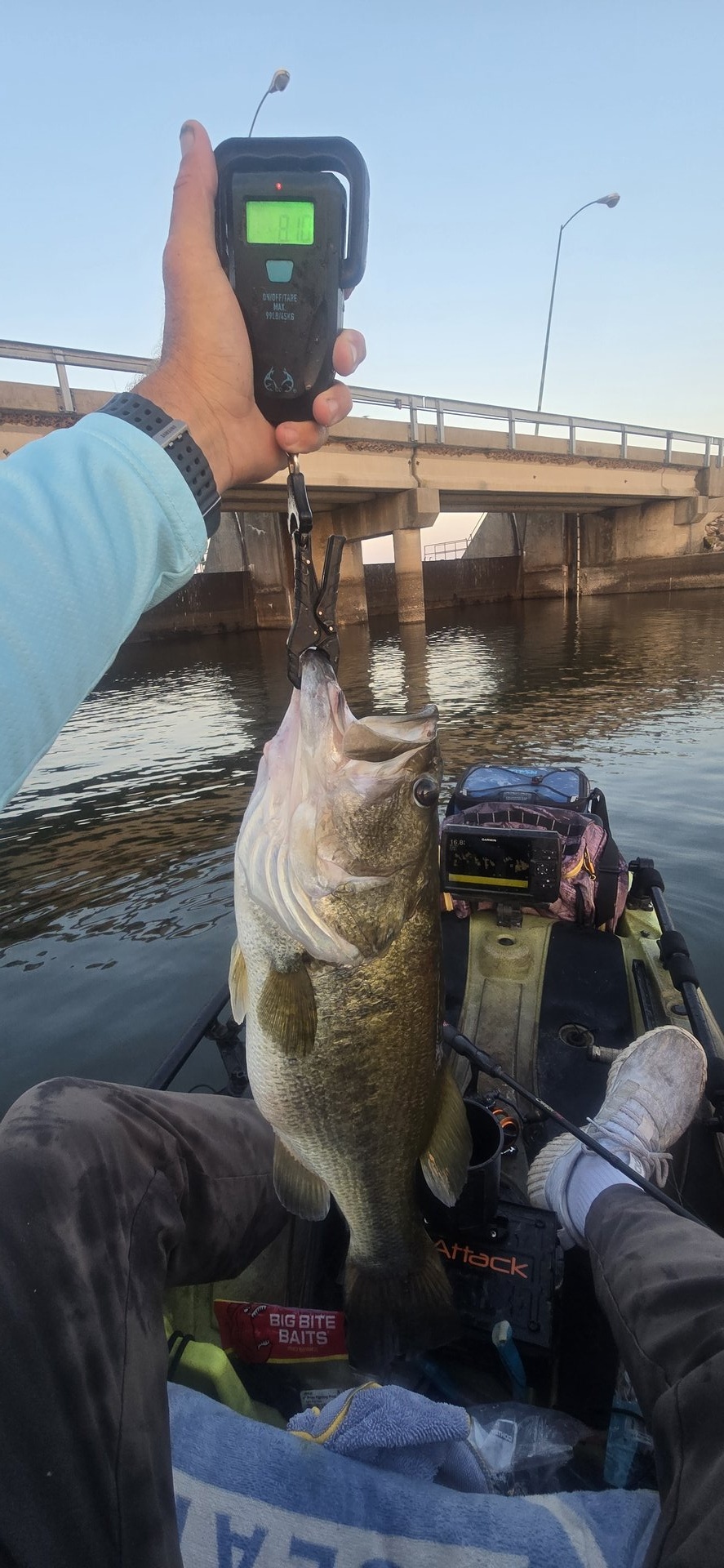 Largemouth Bass
