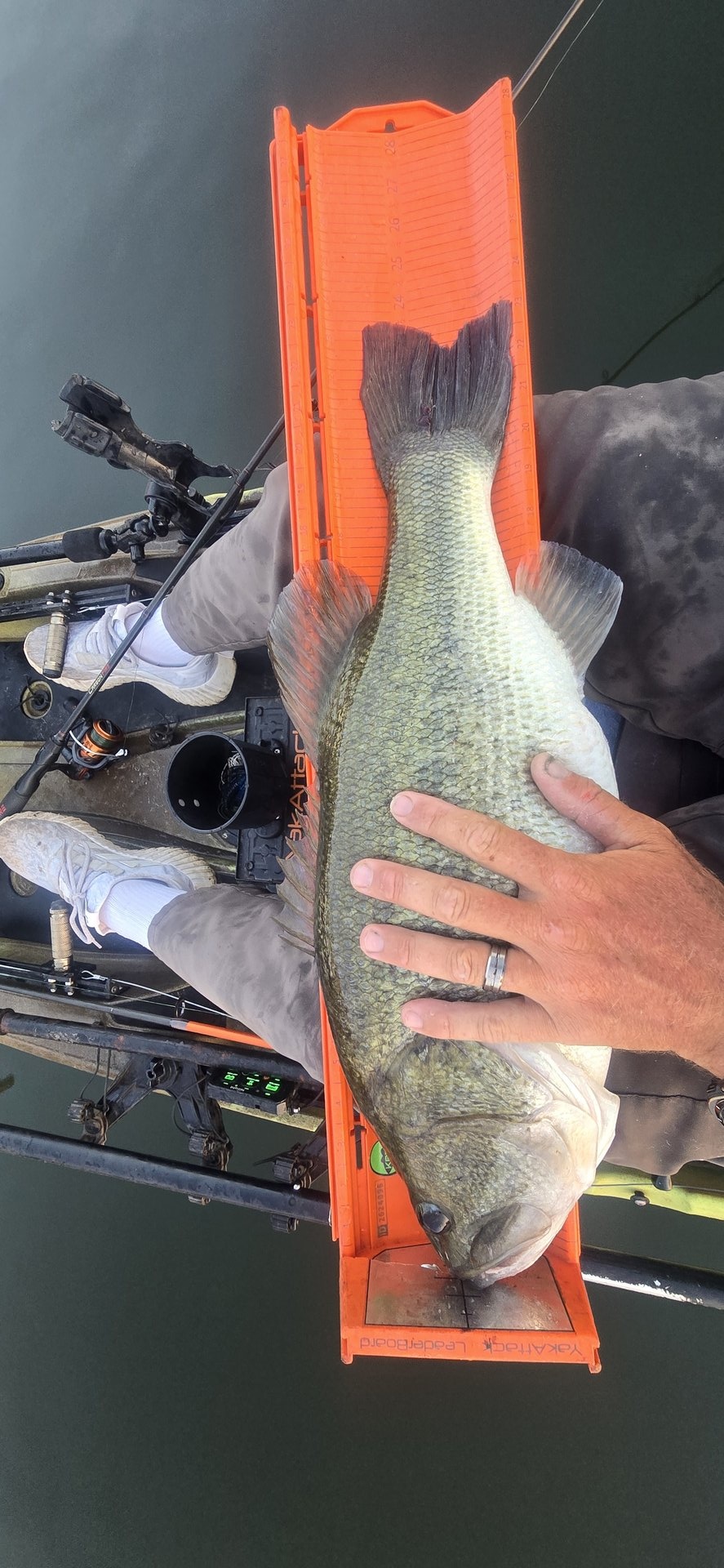 Largemouth Bass